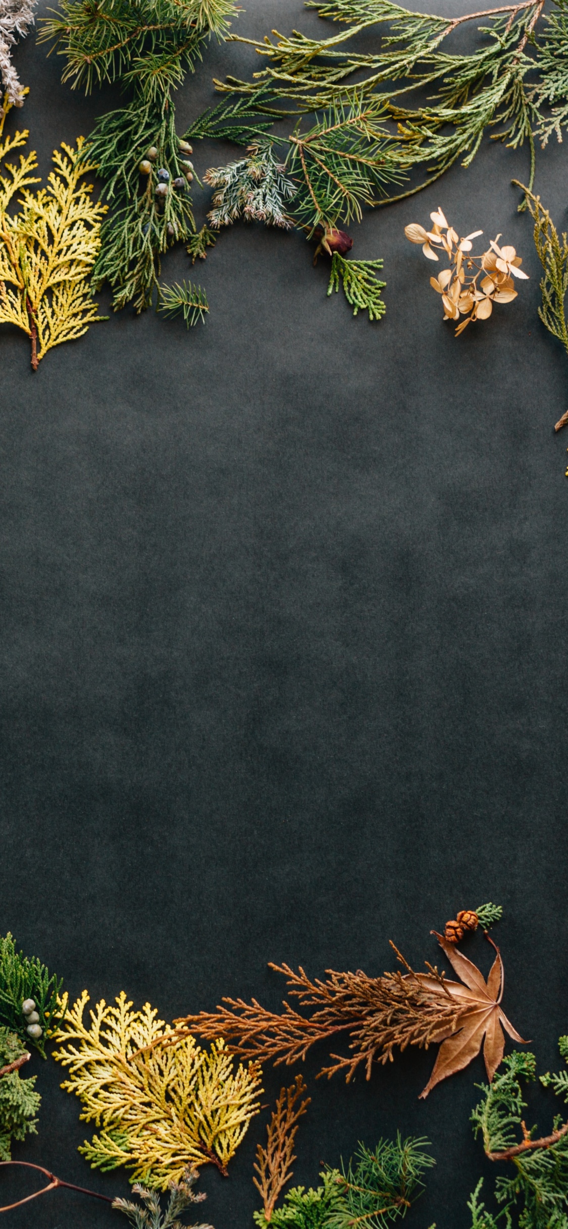 Unsplash Erol Ahmed, Water, Botany, Leaf, Nature. Wallpaper in 1125x2436 Resolution