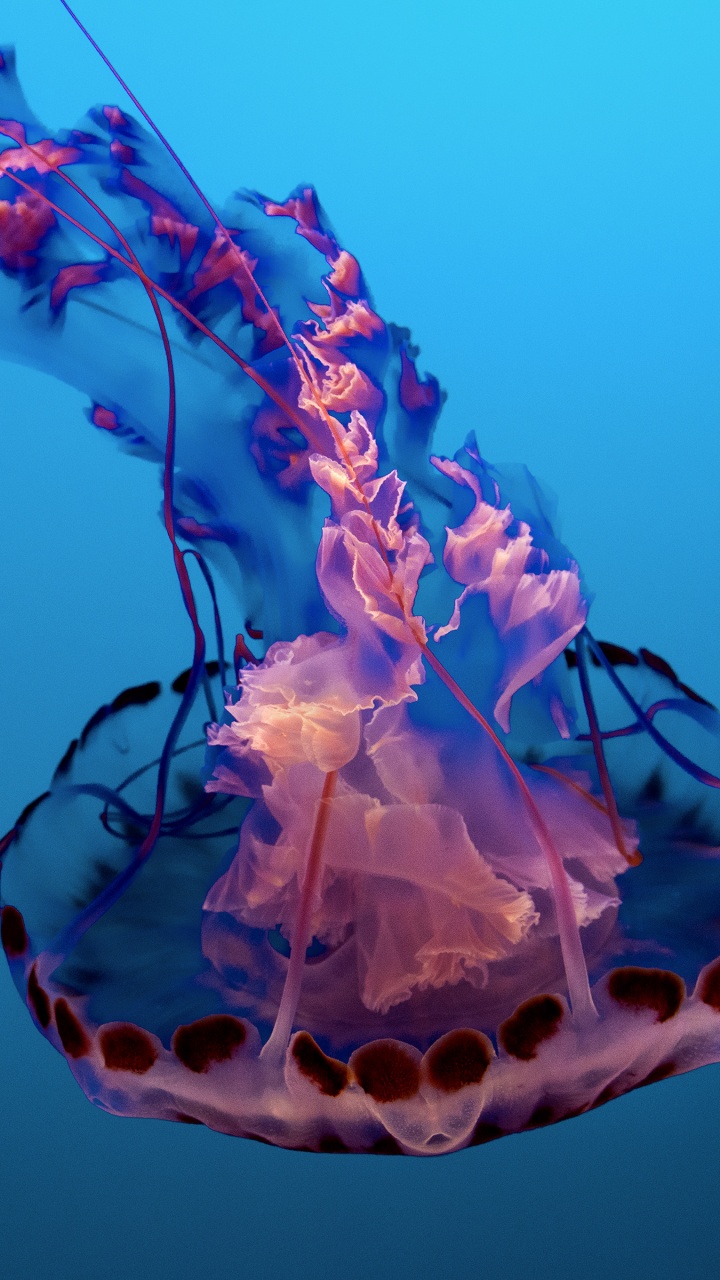 Medusas Azules y Blancas Bajo el Agua. Wallpaper in 720x1280 Resolution