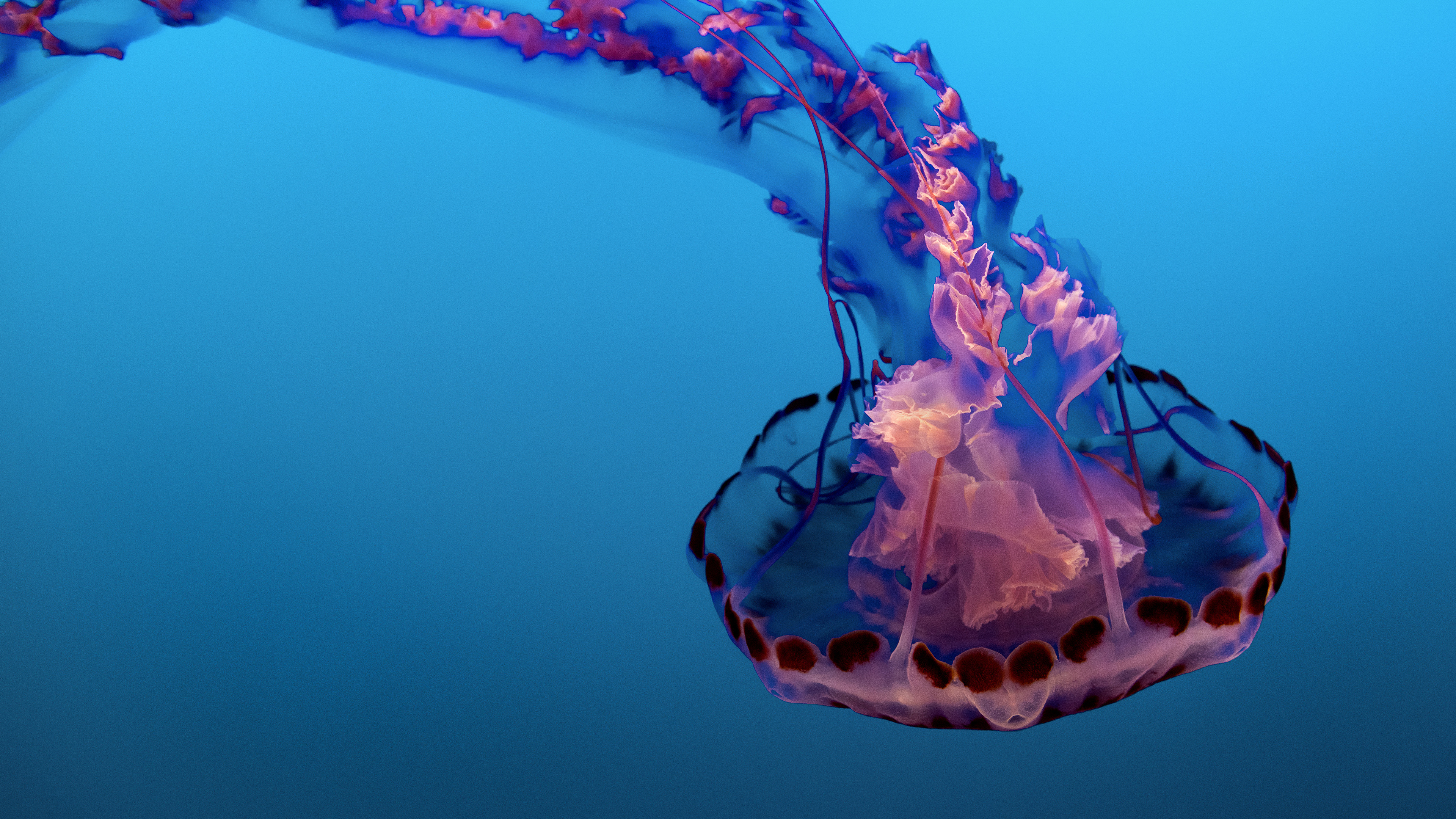 Blue and White Jellyfish Under Water. Wallpaper in 3840x2160 Resolution