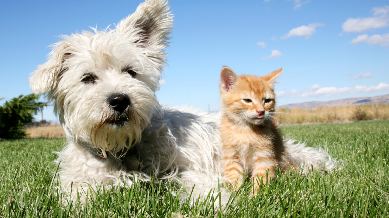 White and Brown Long Coated Dogs on Green Grass Field Under Blue Sky During Daytime. Wallpaper in 1280x720 Resolution