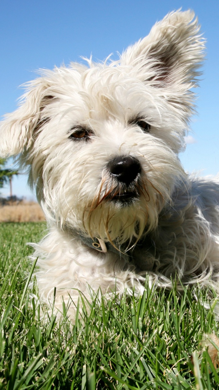 White and Brown Long Coated Dogs on Green Grass Field Under Blue Sky During Daytime. Wallpaper in 720x1280 Resolution
