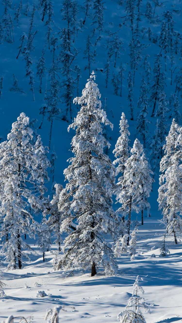 Snow Covered Pine Trees During Daytime. Wallpaper in 750x1334 Resolution