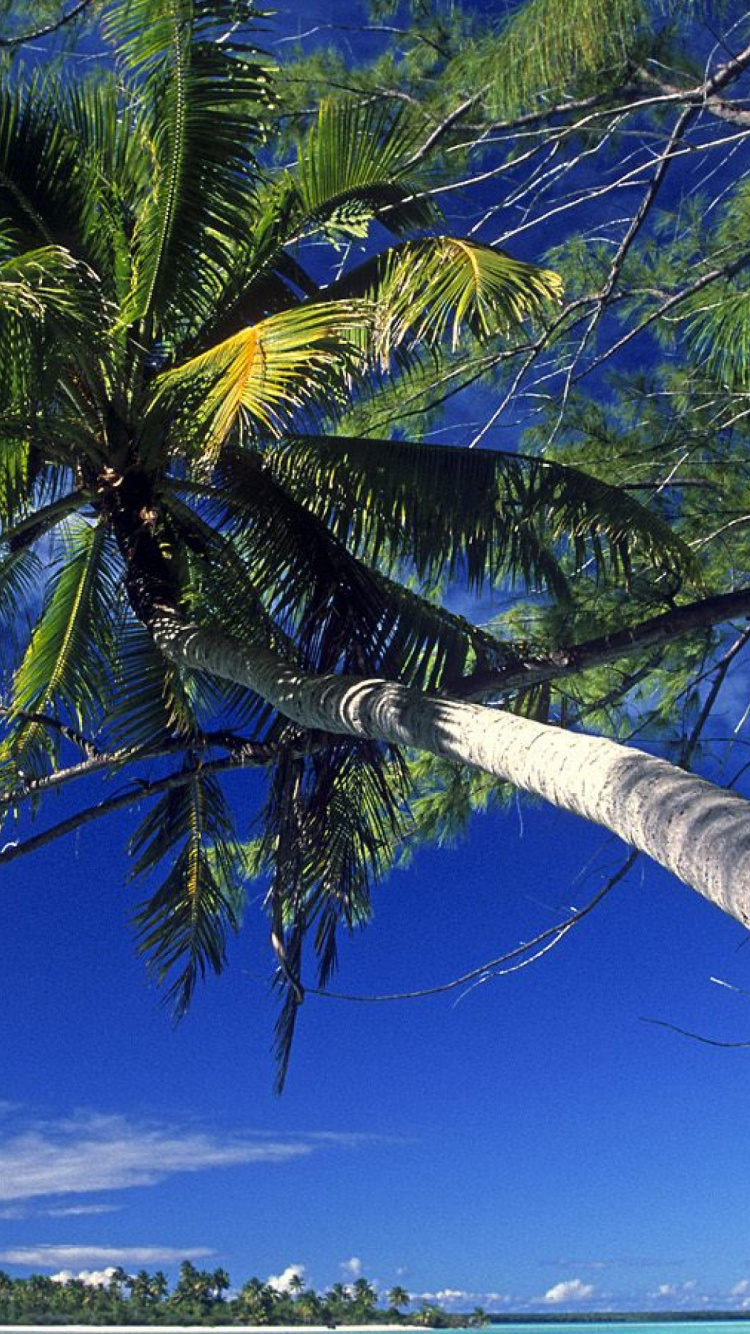 Palmera Verde Bajo un Cielo Azul Durante el Día. Wallpaper in 750x1334 Resolution