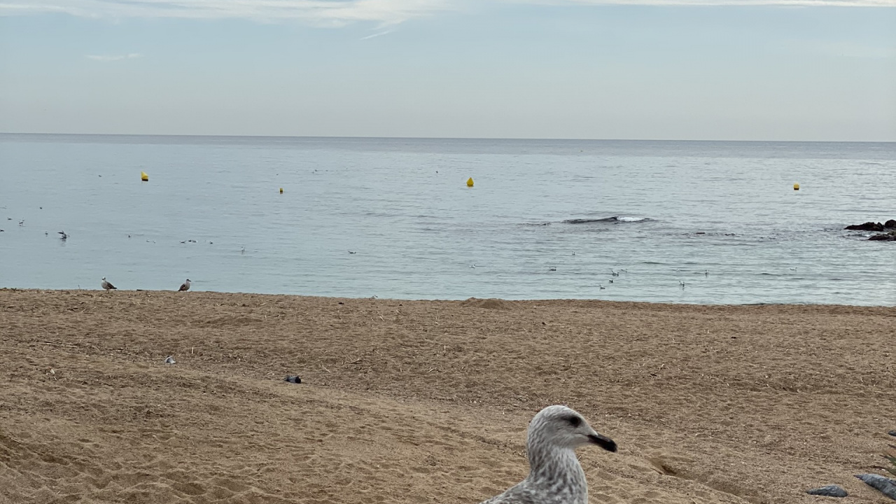 Mar, Agua, Aves Playeras, la Física, Cuerpo de Agua. Wallpaper in 1280x720 Resolution