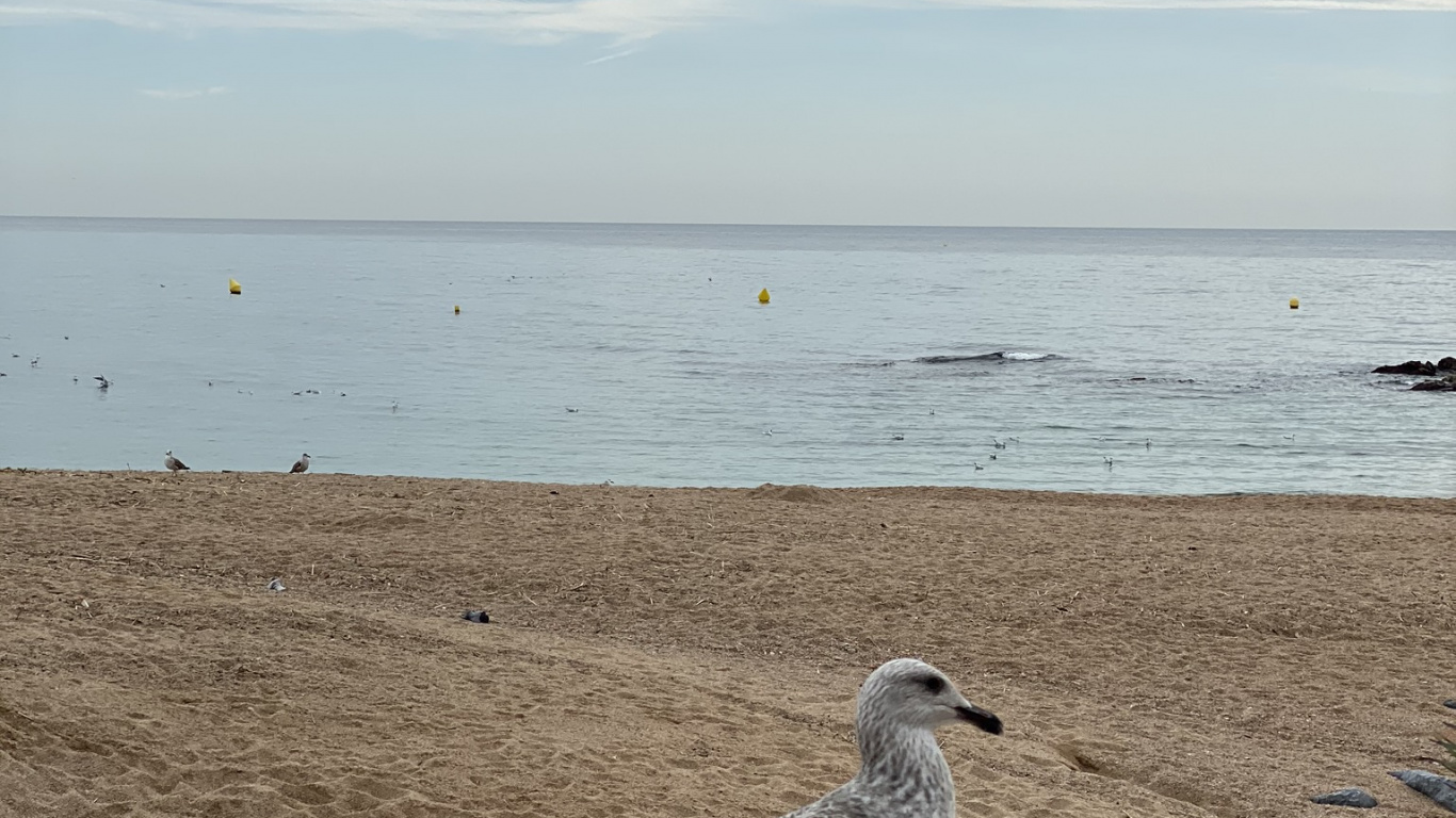 Mer, Eau, Oiseaux de Rivage, Physique, Corps de L'eau. Wallpaper in 1366x768 Resolution