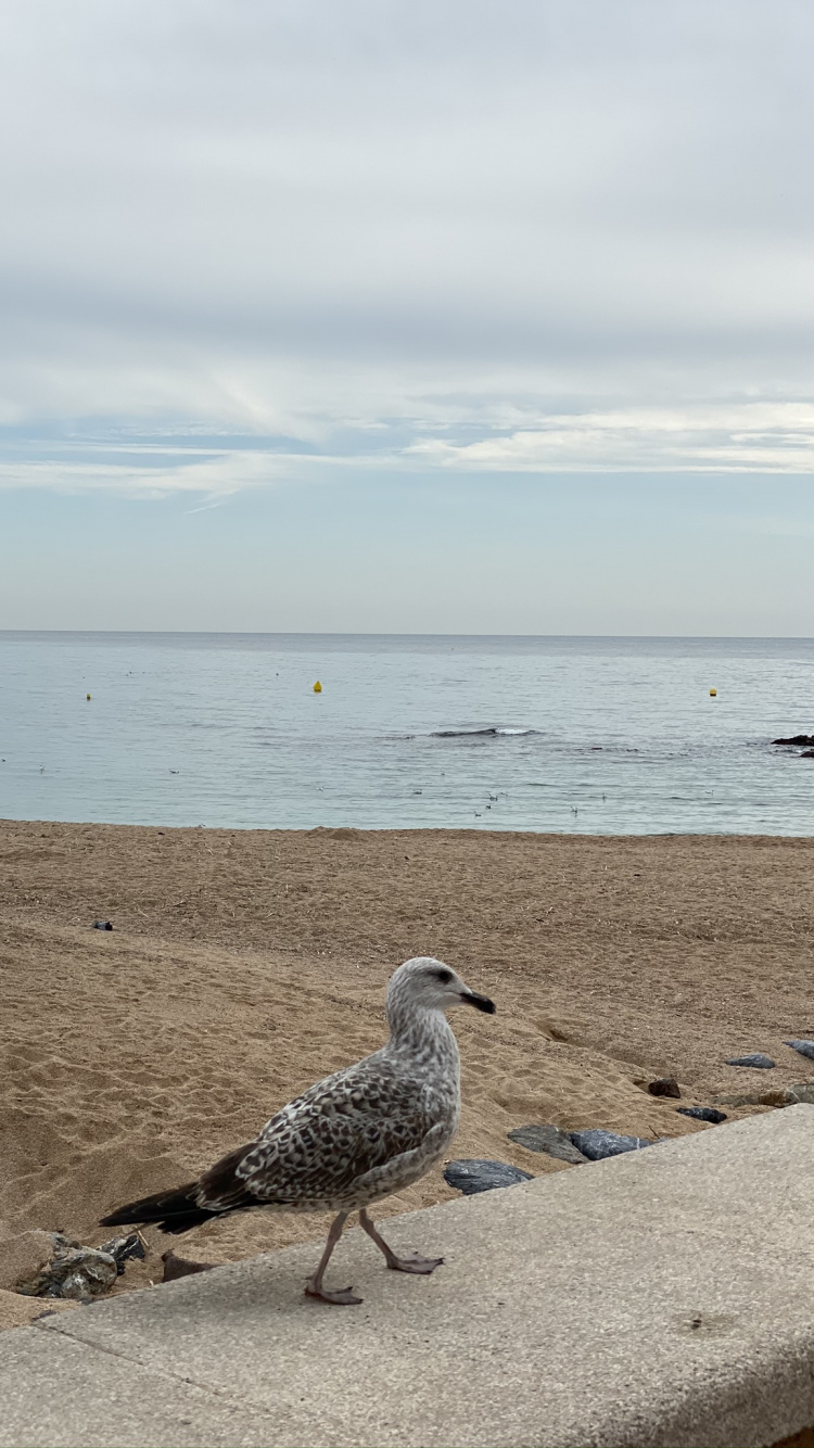 Sea, Water, Shorebirds, Physics, Body of Water. Wallpaper in 750x1334 Resolution