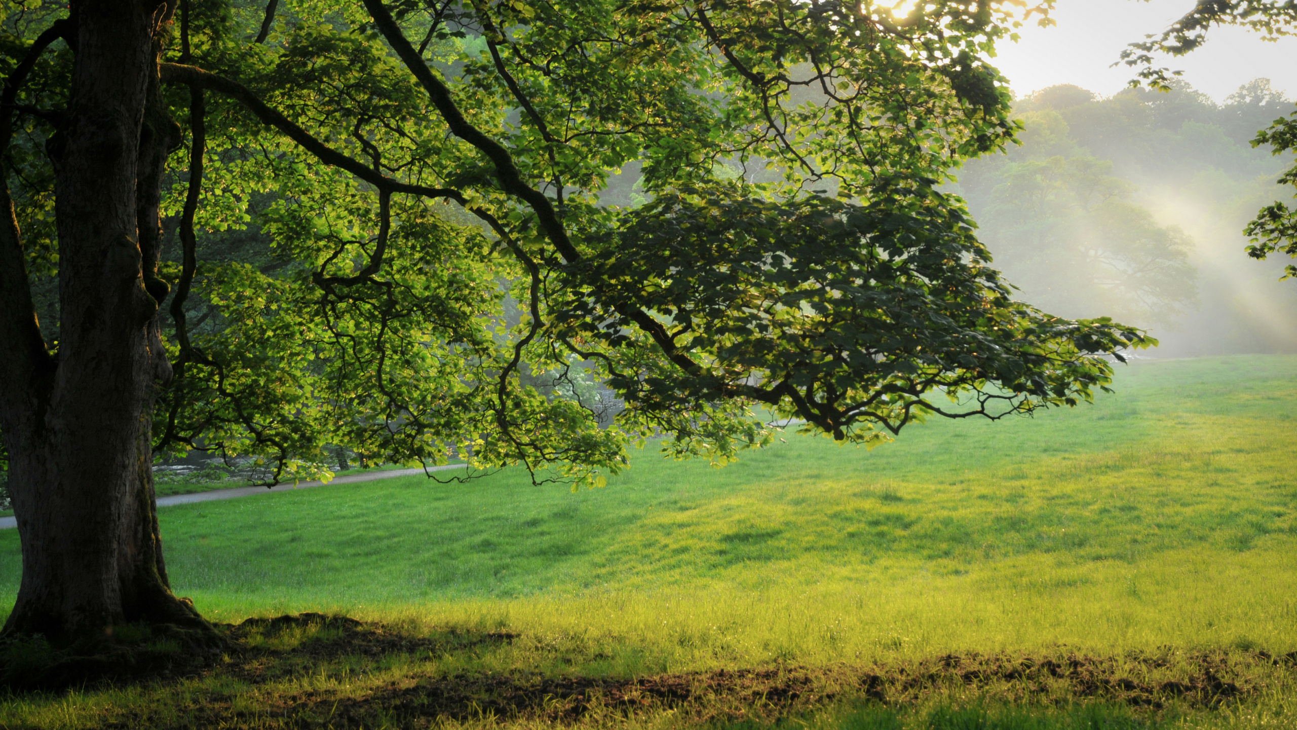 Champ D'herbe Verte Avec Des Arbres Verts. Wallpaper in 2560x1440 Resolution