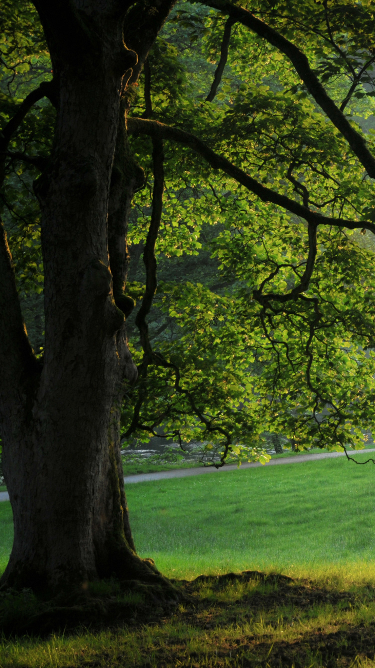 Champ D'herbe Verte Avec Des Arbres Verts. Wallpaper in 750x1334 Resolution