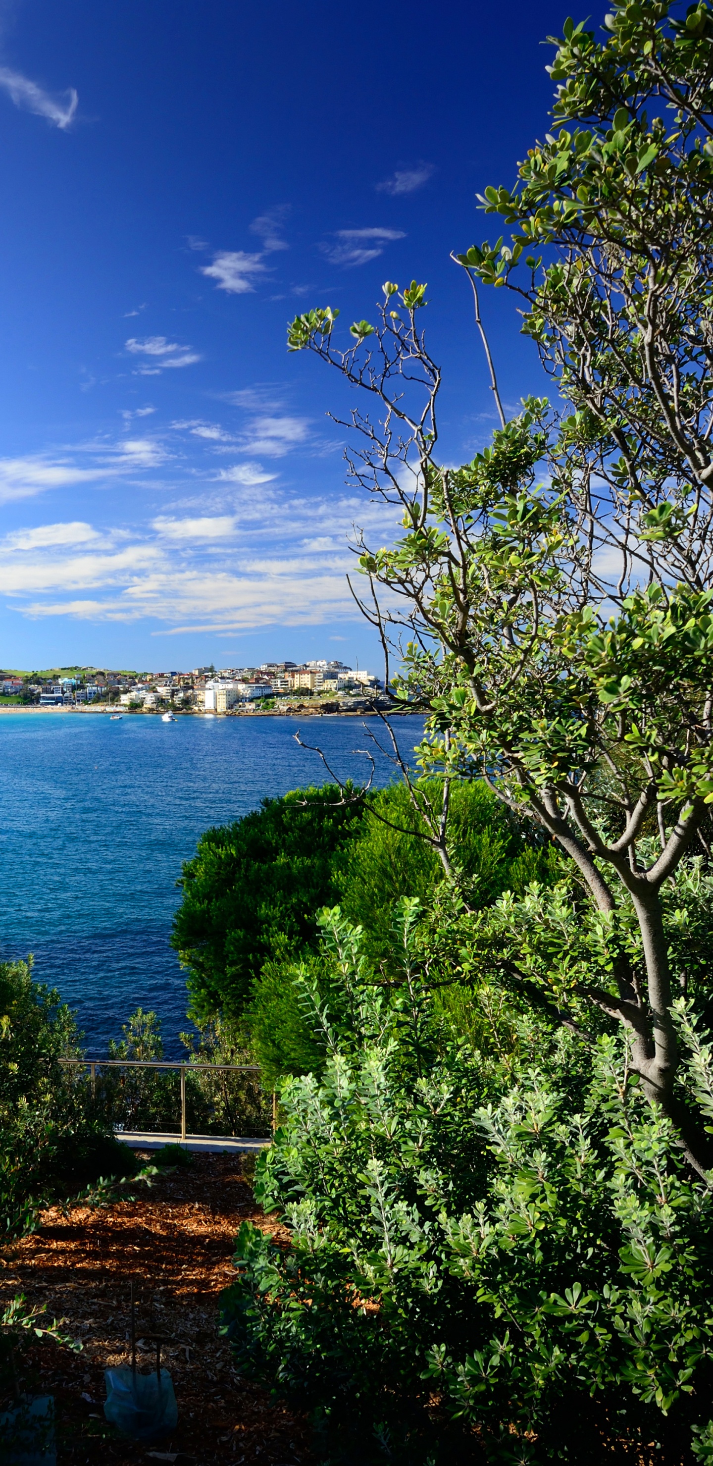 Green Trees Near Body of Water Under Blue Sky During Daytime. Wallpaper in 1440x2960 Resolution
