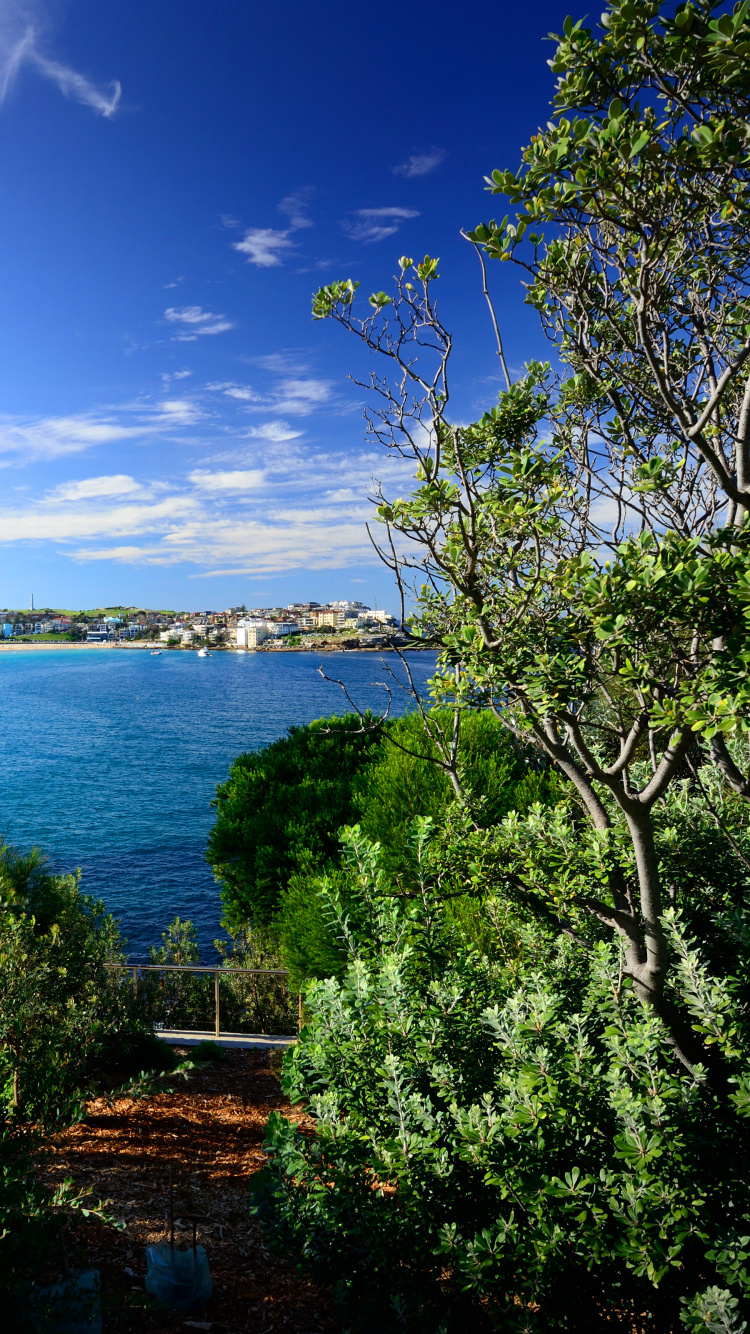 Green Trees Near Body of Water Under Blue Sky During Daytime. Wallpaper in 750x1334 Resolution