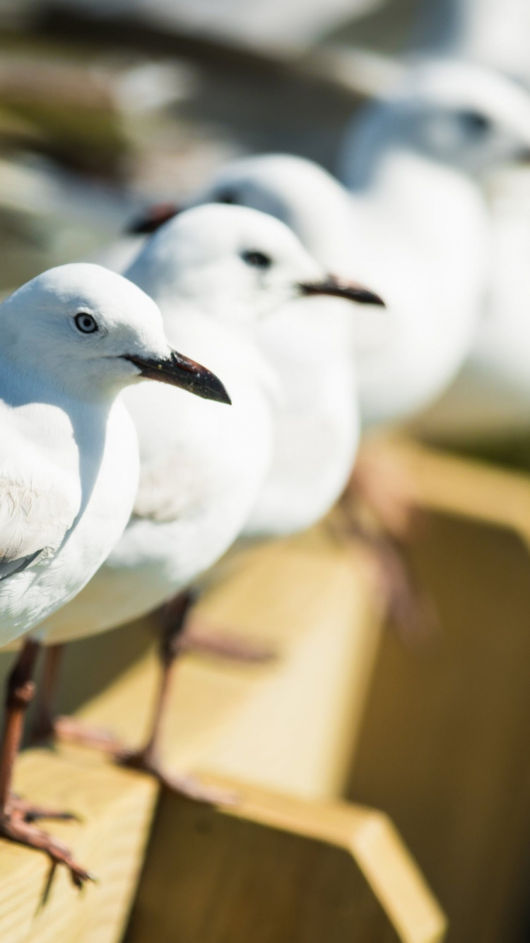 White and Gray Bird on Brown Wooden Fence. Wallpaper in 750x1334 Resolution