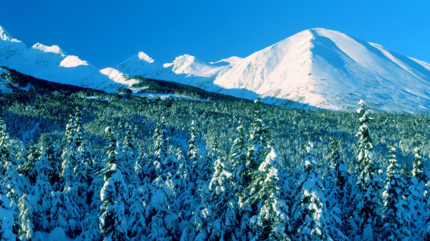 Arbres et Montagnes Couverts de Neige Pendant la Journée. Wallpaper in 1366x768 Resolution