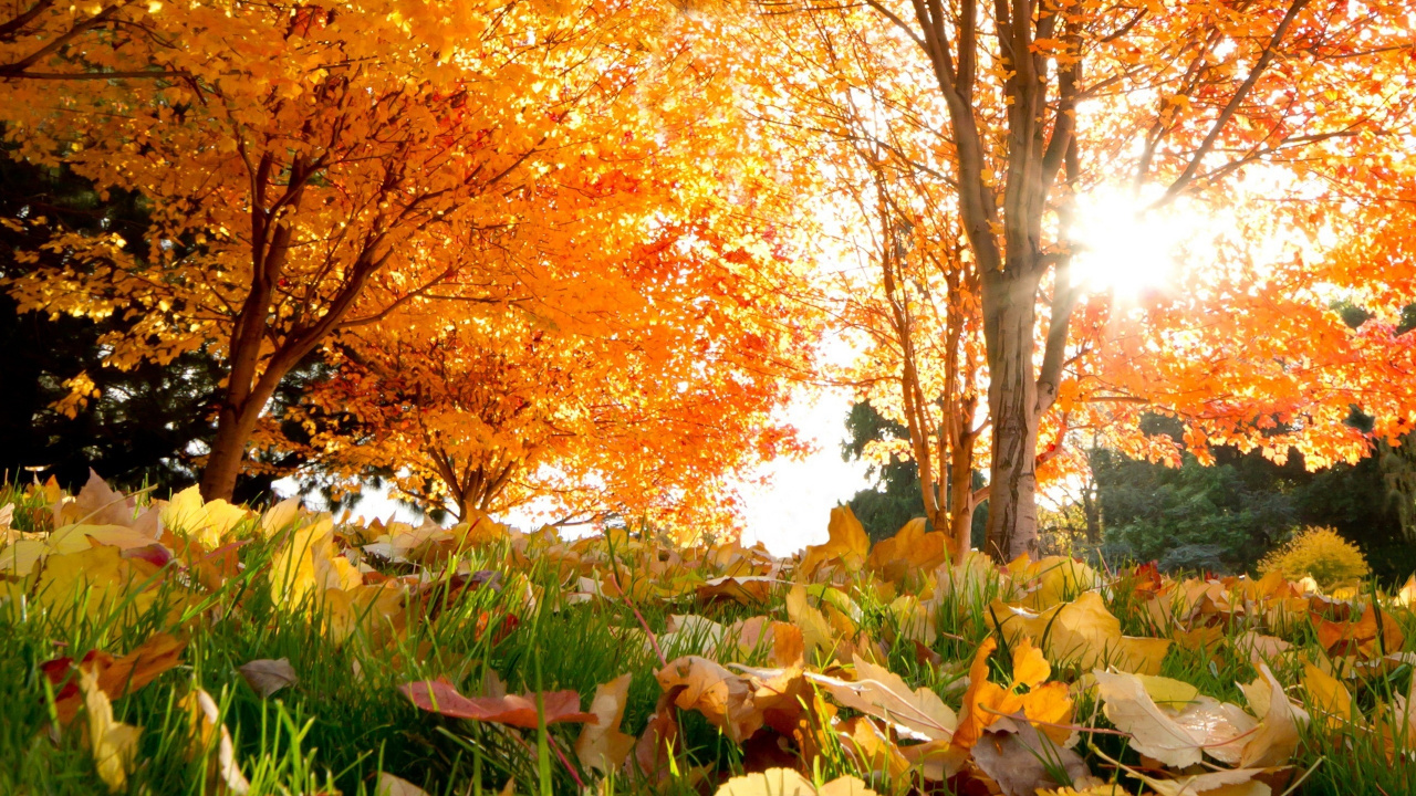 Braune Blätter Auf Grünem Grasfeld Tagsüber. Wallpaper in 1280x720 Resolution