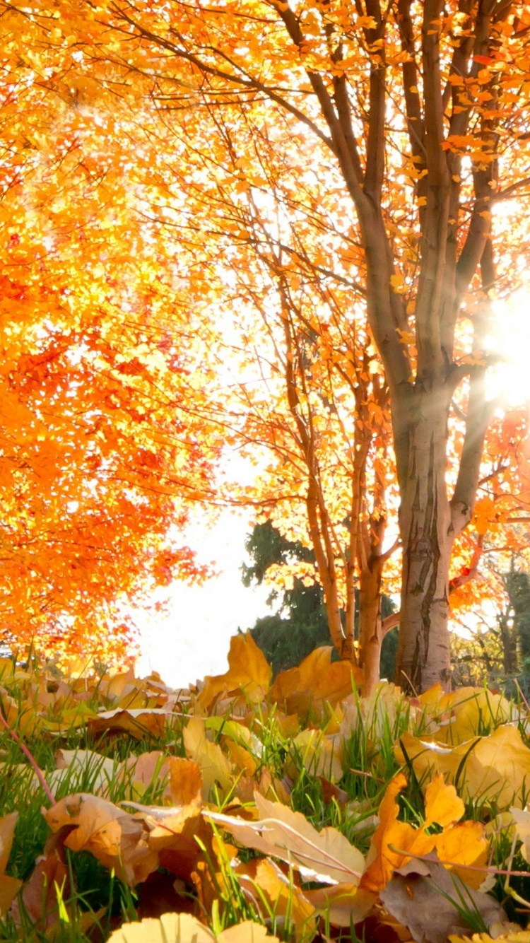 Brown Leaves on Green Grass Field During Daytime. Wallpaper in 750x1334 Resolution