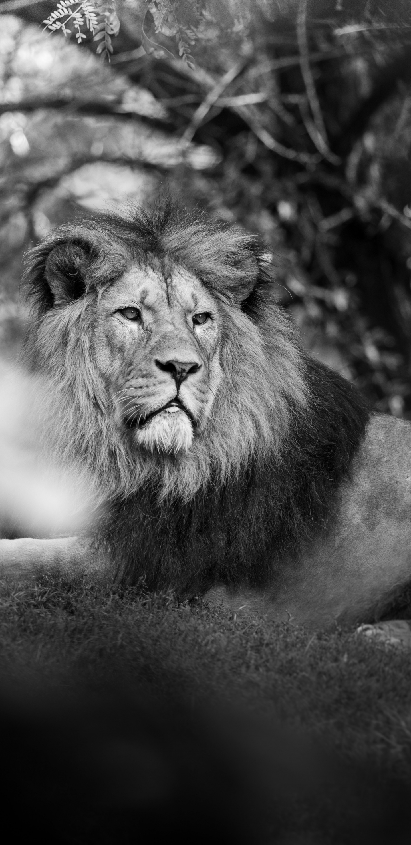 León Tirado en el Suelo en Fotografía en Escala de Grises. Wallpaper in 1440x2960 Resolution