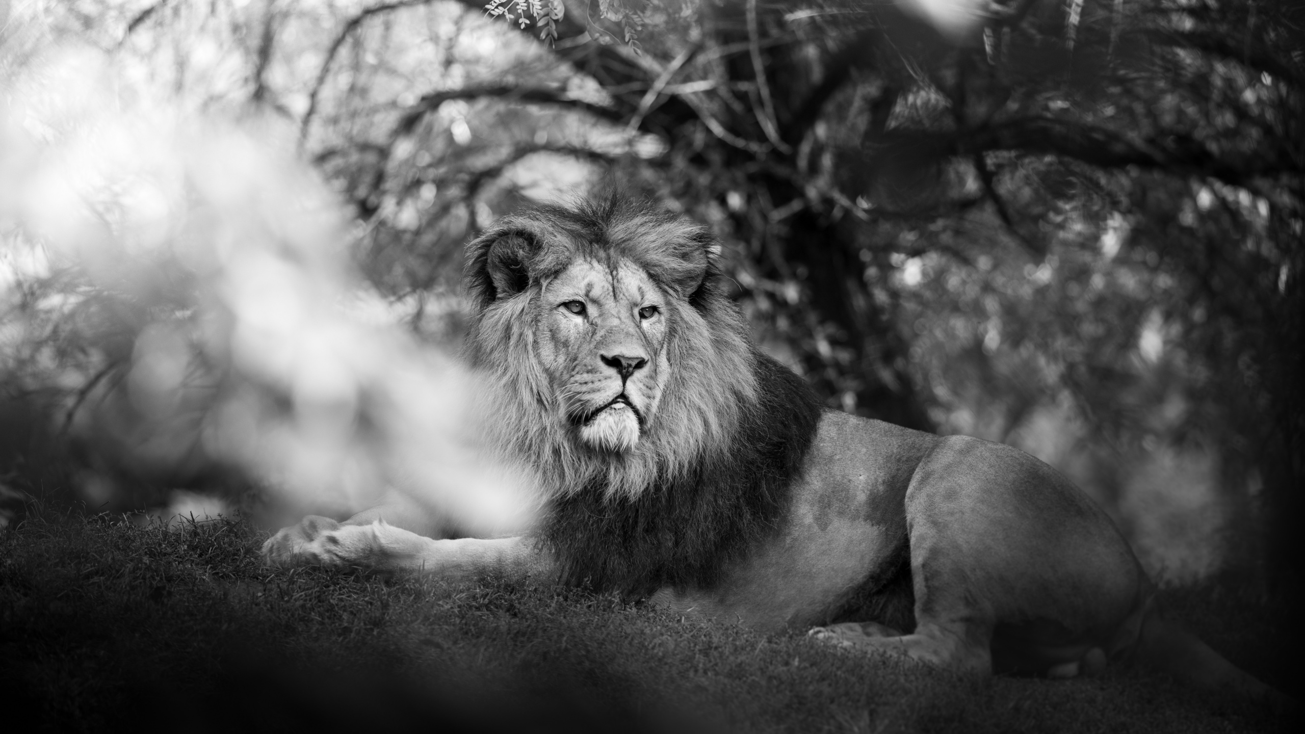 León Tirado en el Suelo en Fotografía en Escala de Grises. Wallpaper in 2560x1440 Resolution