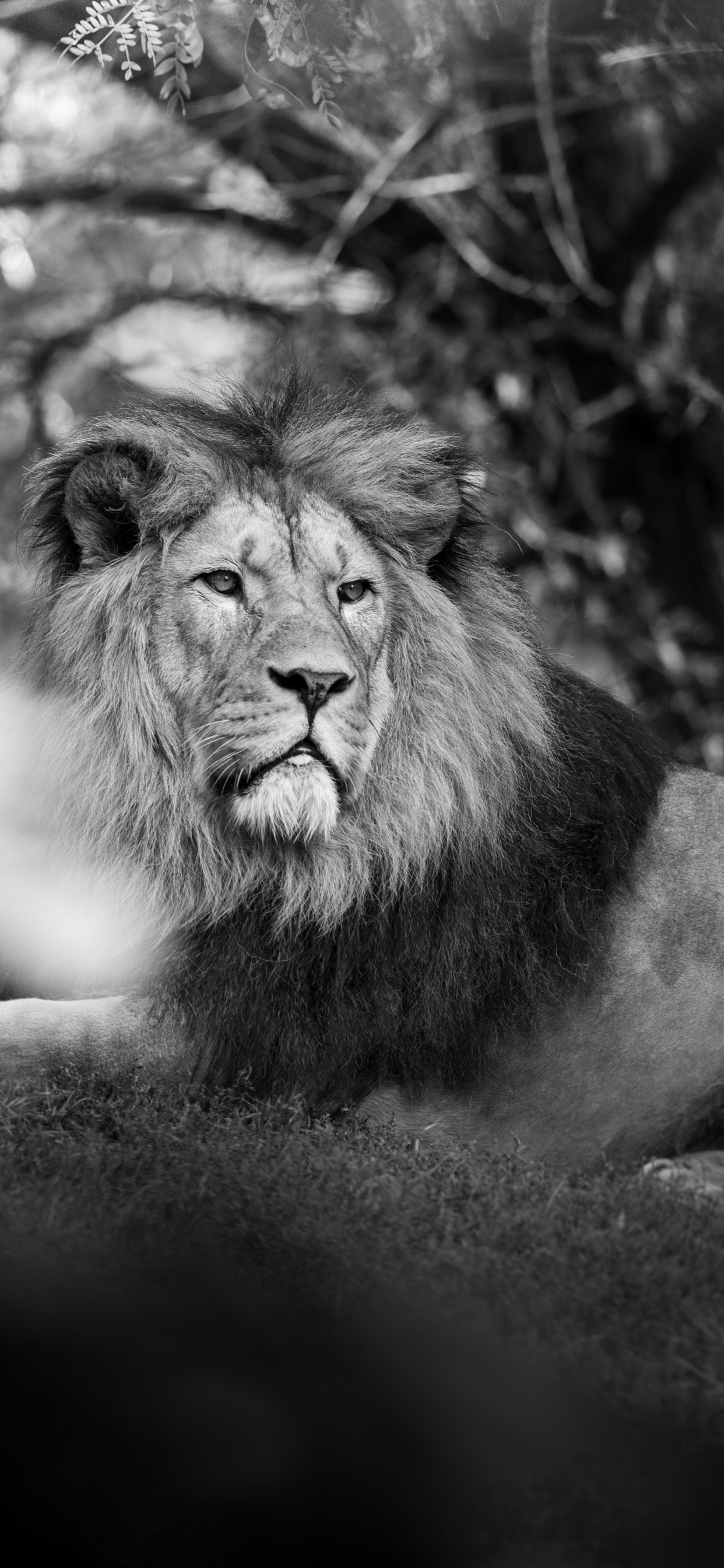 Lion Lying on Ground in Grayscale Photography. Wallpaper in 1242x2688 Resolution