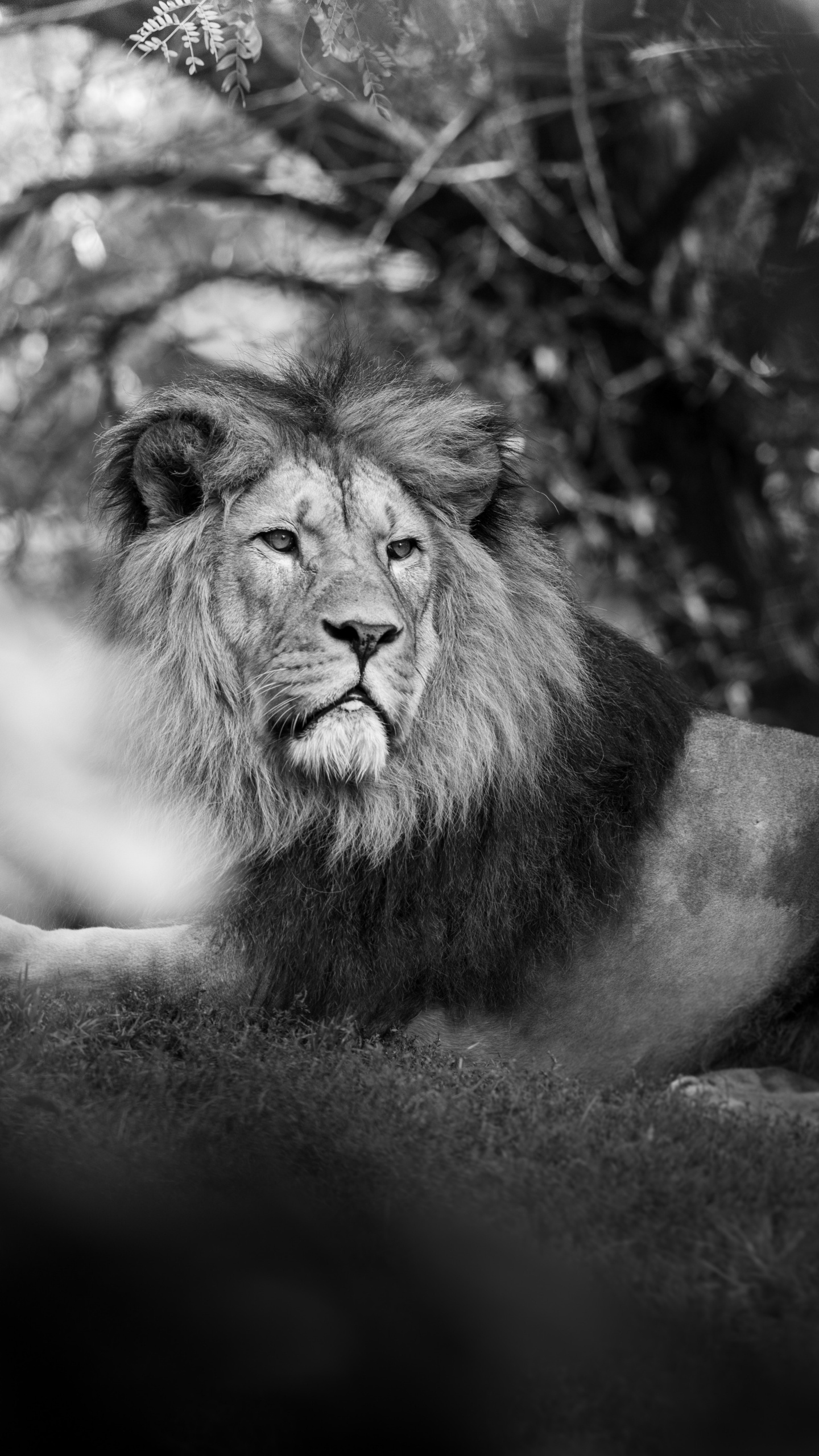 Lion Lying on Ground in Grayscale Photography. Wallpaper in 1440x2560 Resolution