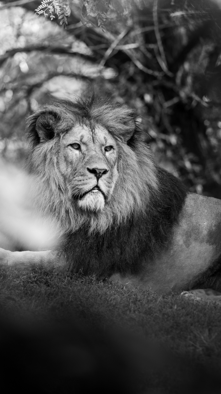Lion Lying on Ground in Grayscale Photography. Wallpaper in 720x1280 Resolution