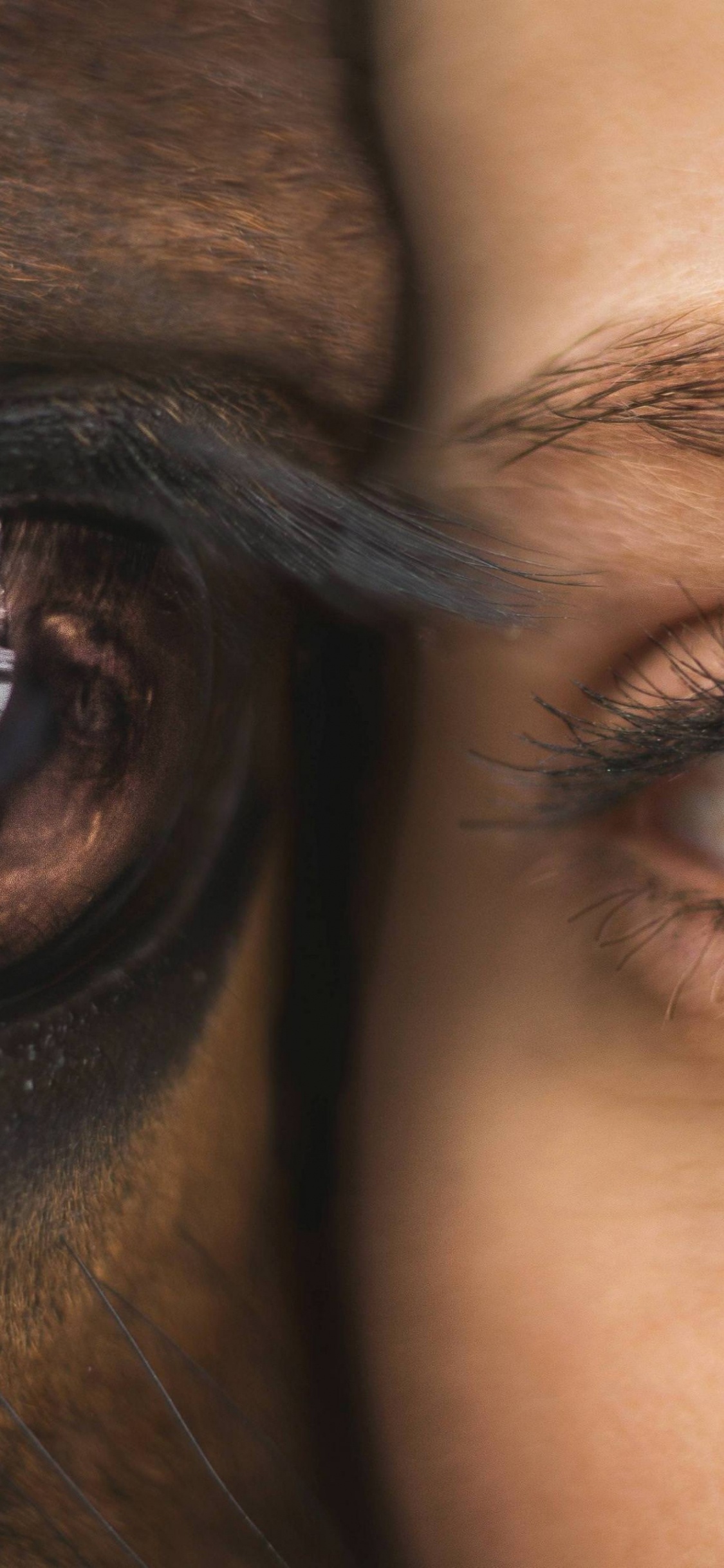 Brown and Black Animal Eye. Wallpaper in 1125x2436 Resolution