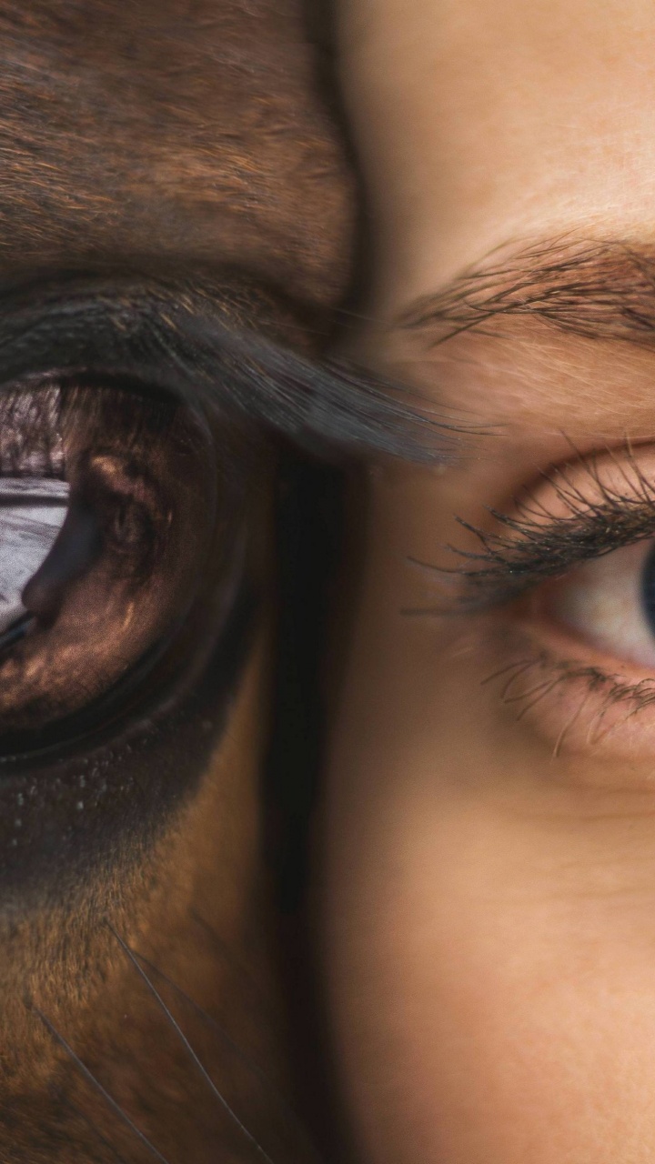 Oeil D'animal Marron et Noir. Wallpaper in 720x1280 Resolution