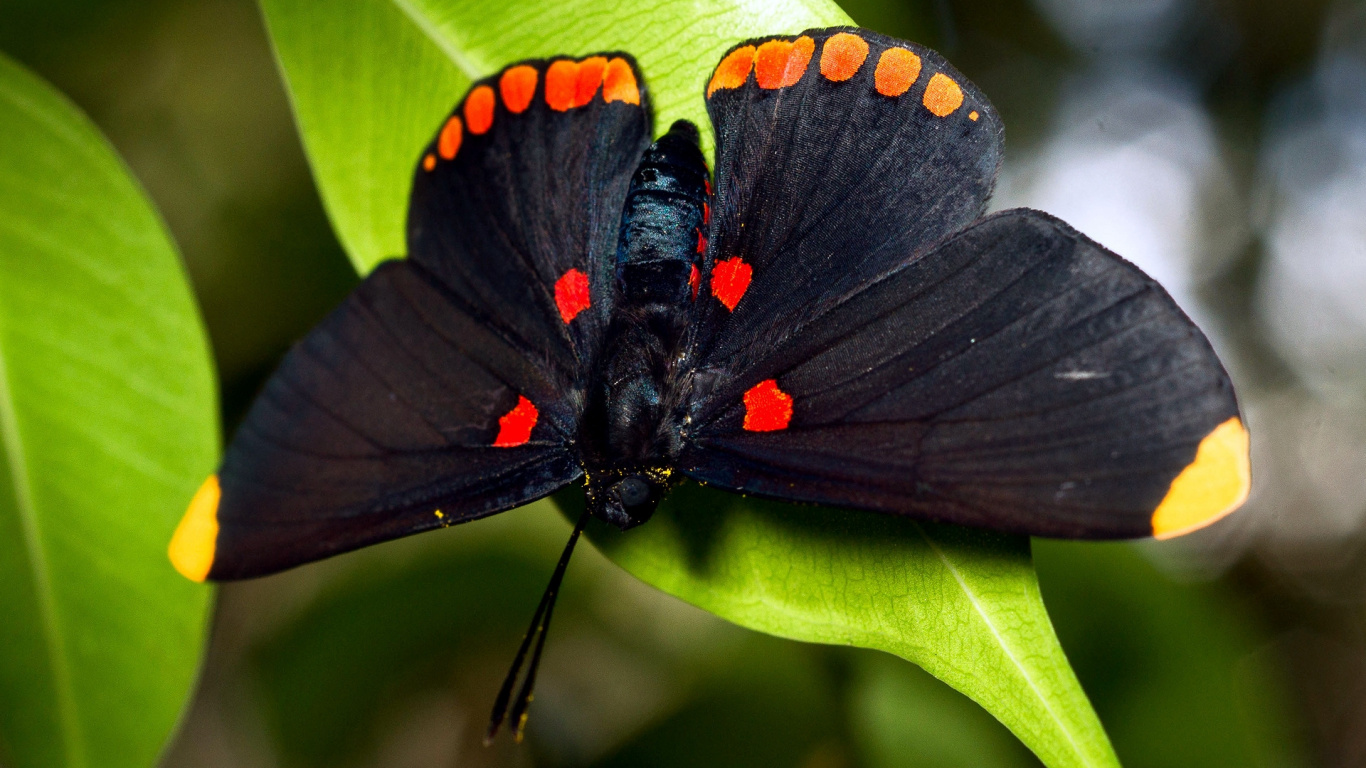 Black and Orange Butterfly Perched on Green Leaf in Close up Photography During Daytime. Wallpaper in 1366x768 Resolution
