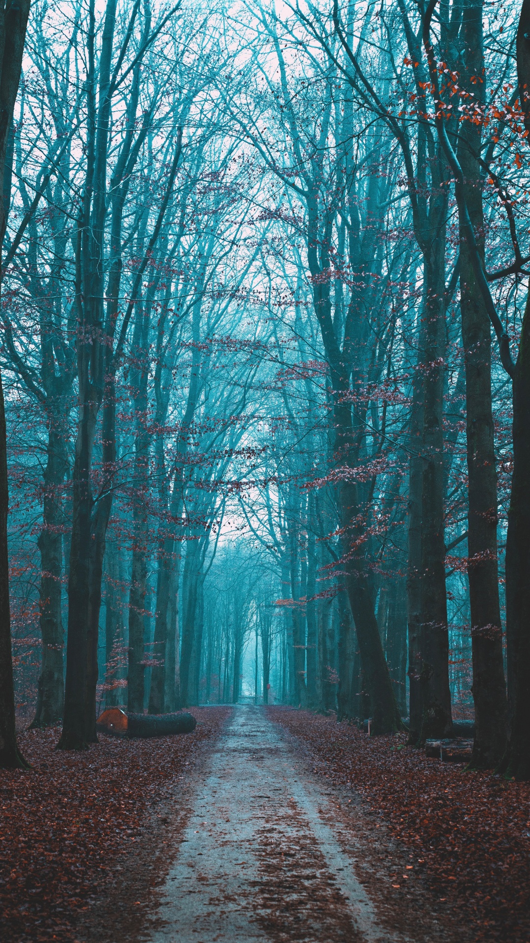 Natural Landscape, Sky, Tree, Forest, Nature. Wallpaper in 1080x1920 Resolution