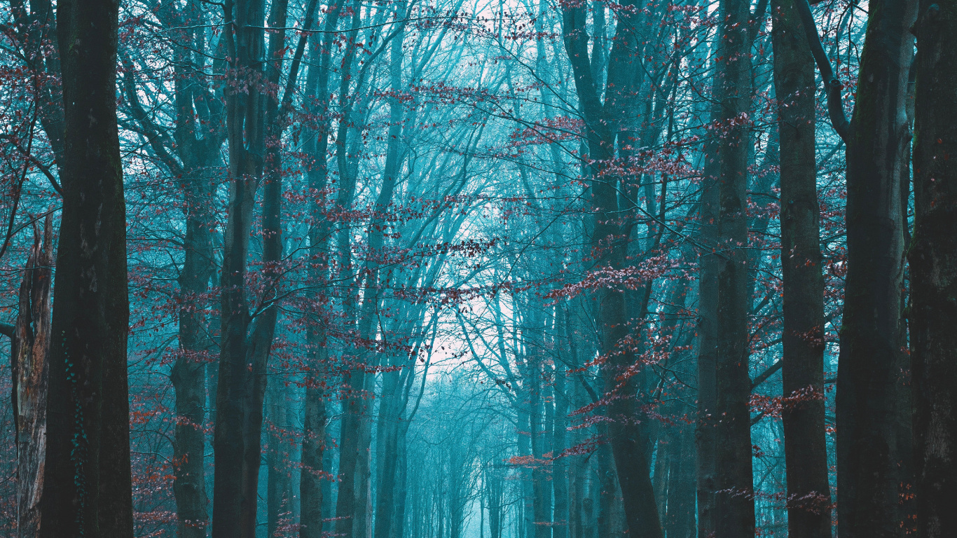 Natural Landscape, Sky, Tree, Forest, Nature. Wallpaper in 1366x768 Resolution