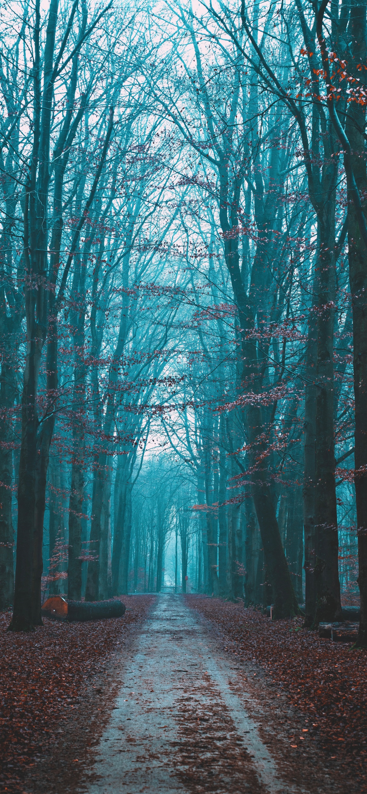 Paysage Naturel, Ciel, Forêt, Nature, Environnement Naturel. Wallpaper in 1242x2688 Resolution