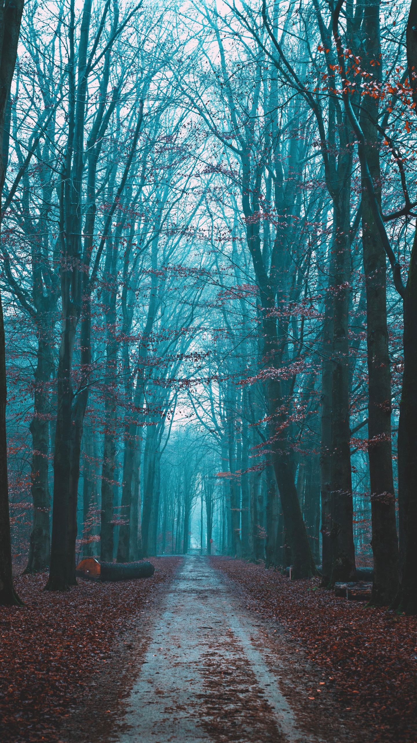 Paysage Naturel, Ciel, Forêt, Nature, Environnement Naturel. Wallpaper in 1440x2560 Resolution