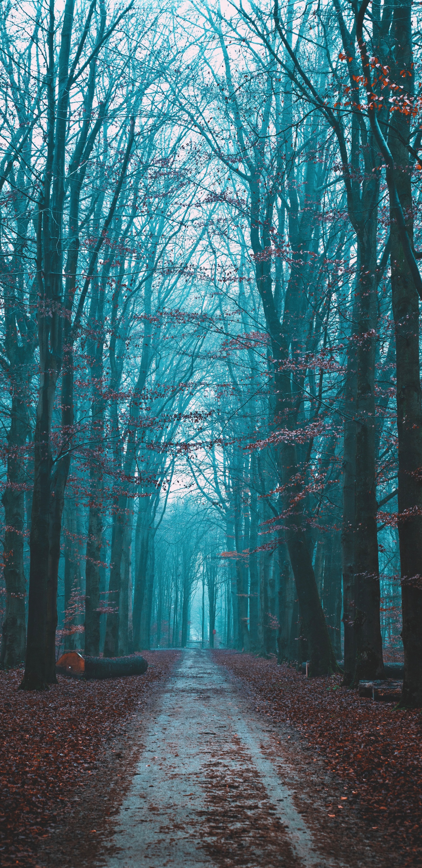 Paysage Naturel, Ciel, Forêt, Nature, Environnement Naturel. Wallpaper in 1440x2960 Resolution