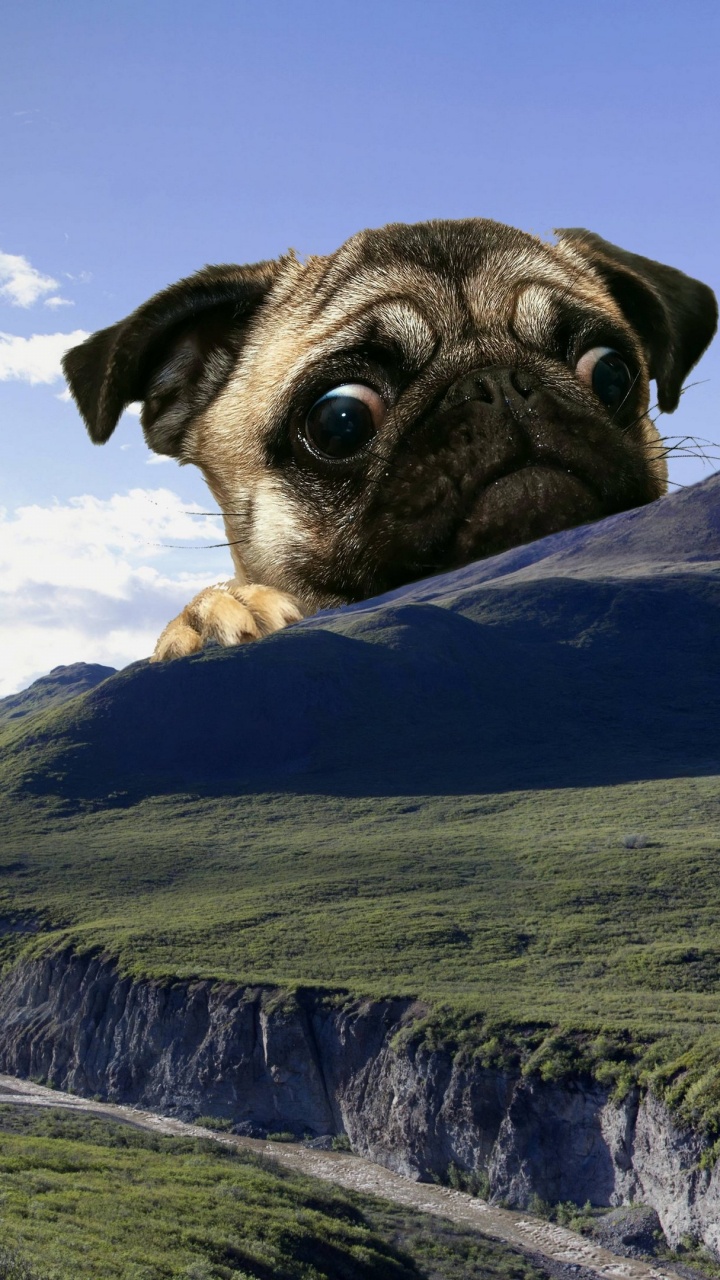Fawn Pug on Green Grass Field Under Blue Sky During Daytime. Wallpaper in 720x1280 Resolution