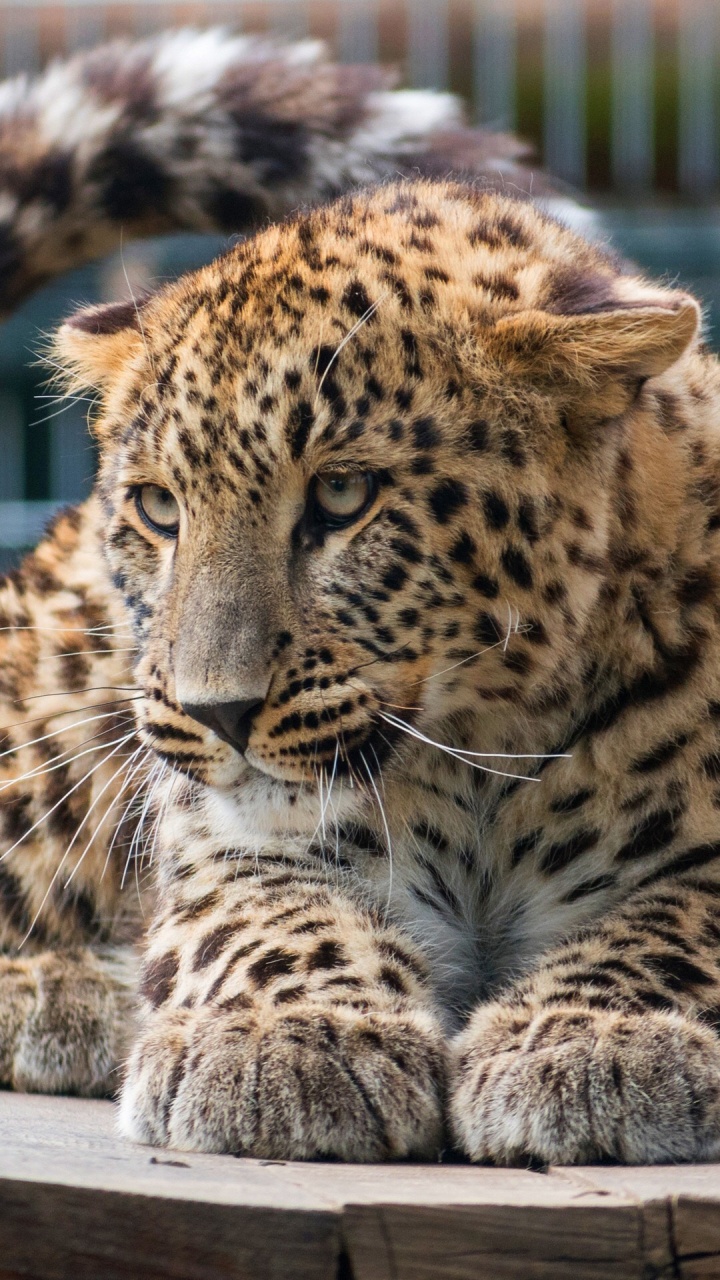 Leopard, Cheetah, Carnivores, Snow Leopard, Whiskers. Wallpaper in 720x1280 Resolution