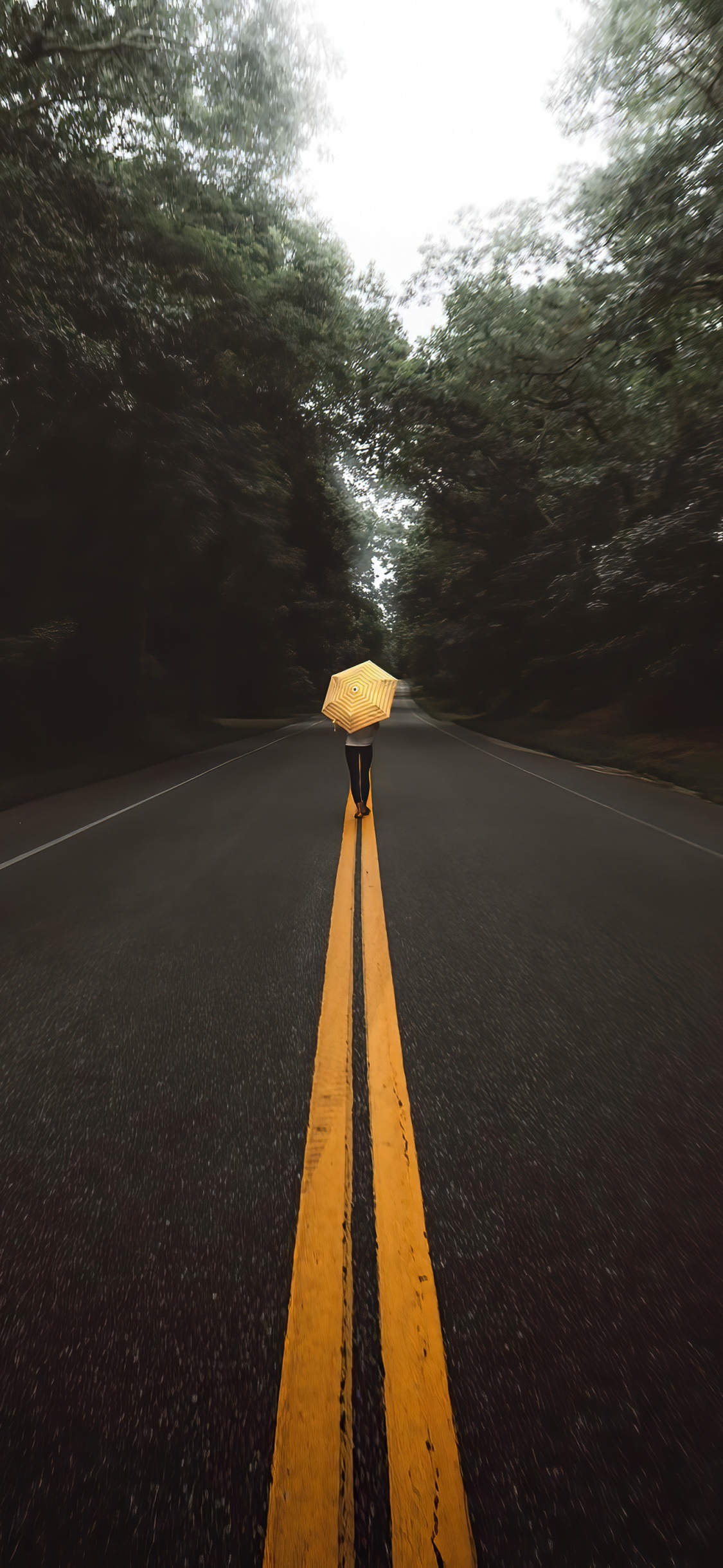 Fahrbahn, Asphalt, Baum, Naturlandschaft, Holz. Wallpaper in 1125x2436 Resolution