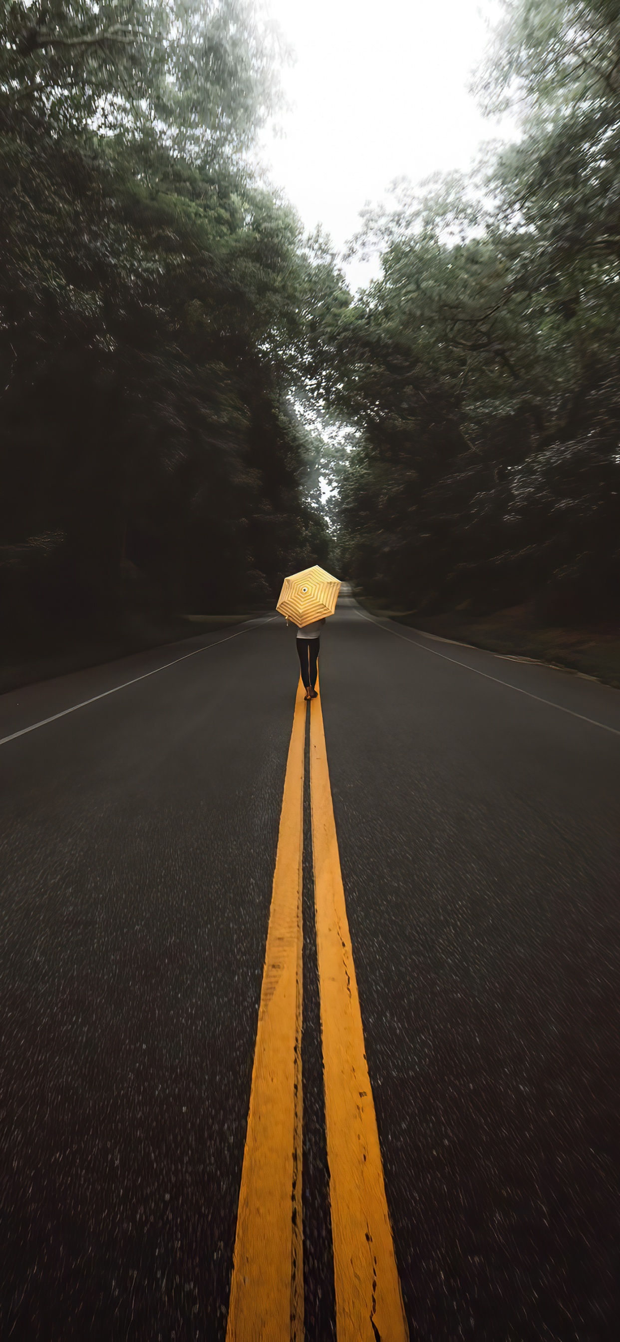 Fahrbahn, Asphalt, Baum, Naturlandschaft, Holz. Wallpaper in 1242x2688 Resolution