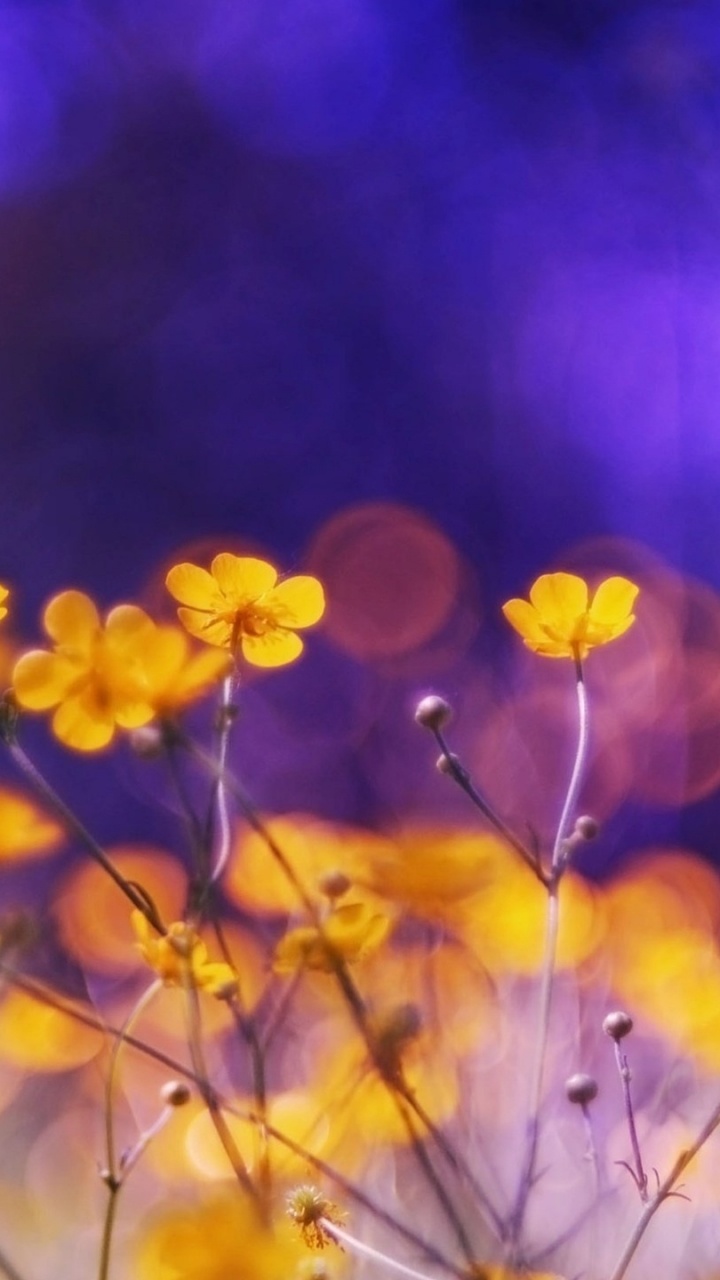 Yellow Flowers in Tilt Shift Lens. Wallpaper in 720x1280 Resolution