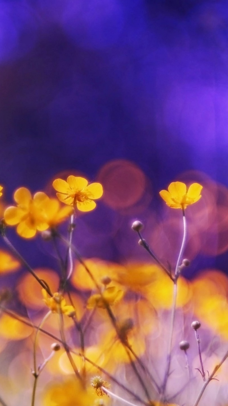 Fleurs Jaunes Dans L'objectif à Basculement. Wallpaper in 750x1334 Resolution