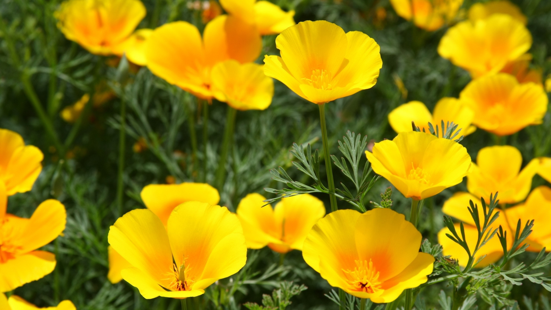 Narcisos Amarillos en Flor Durante el Día. Wallpaper in 1920x1080 Resolution