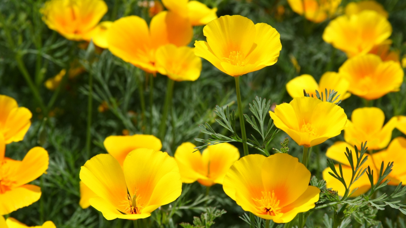 Yellow Daffodils in Bloom During Daytime. Wallpaper in 1366x768 Resolution