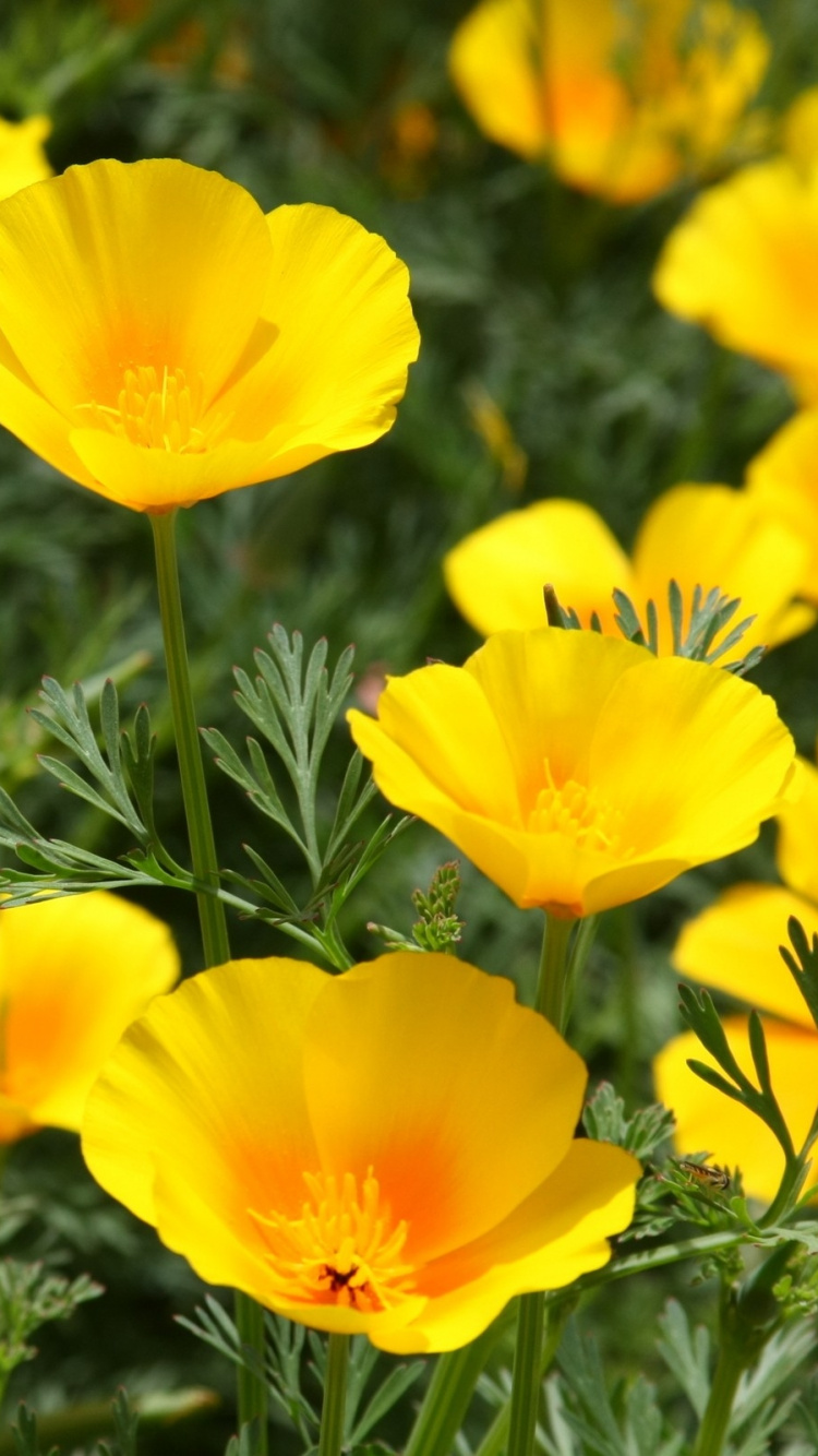 Yellow Daffodils in Bloom During Daytime. Wallpaper in 750x1334 Resolution