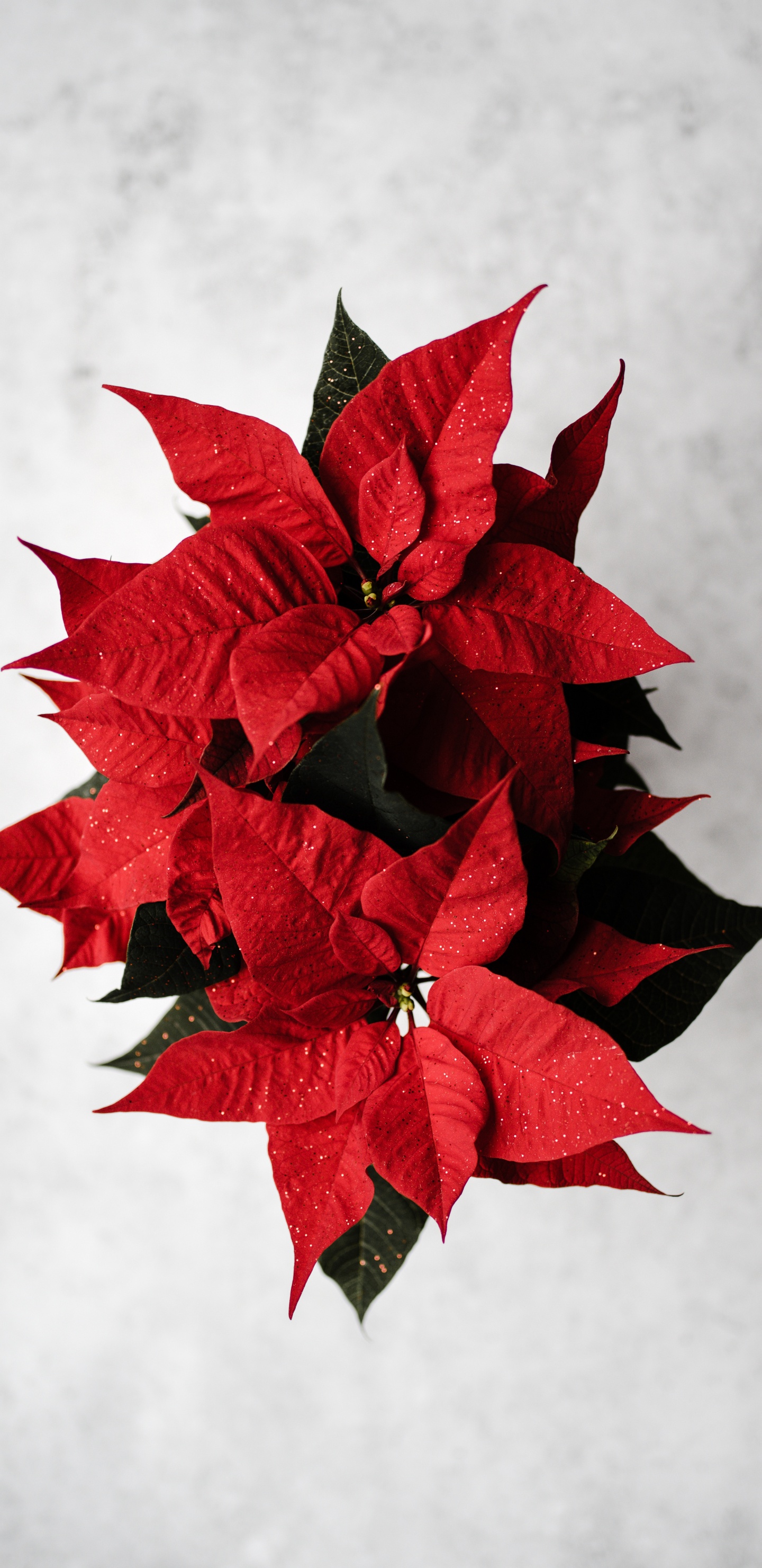 Red Maple Leaf on White Surface. Wallpaper in 1440x2960 Resolution