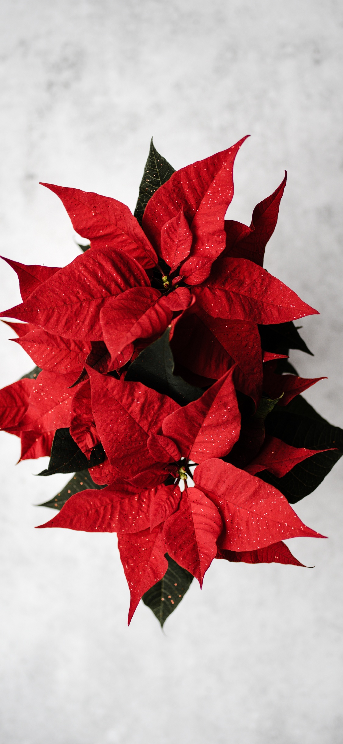 Hoja de Arce Roja Sobre Superficie Blanca. Wallpaper in 1125x2436 Resolution