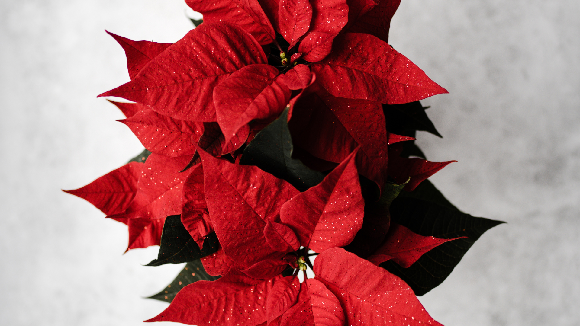 Hoja de Arce Roja Sobre Superficie Blanca. Wallpaper in 1920x1080 Resolution