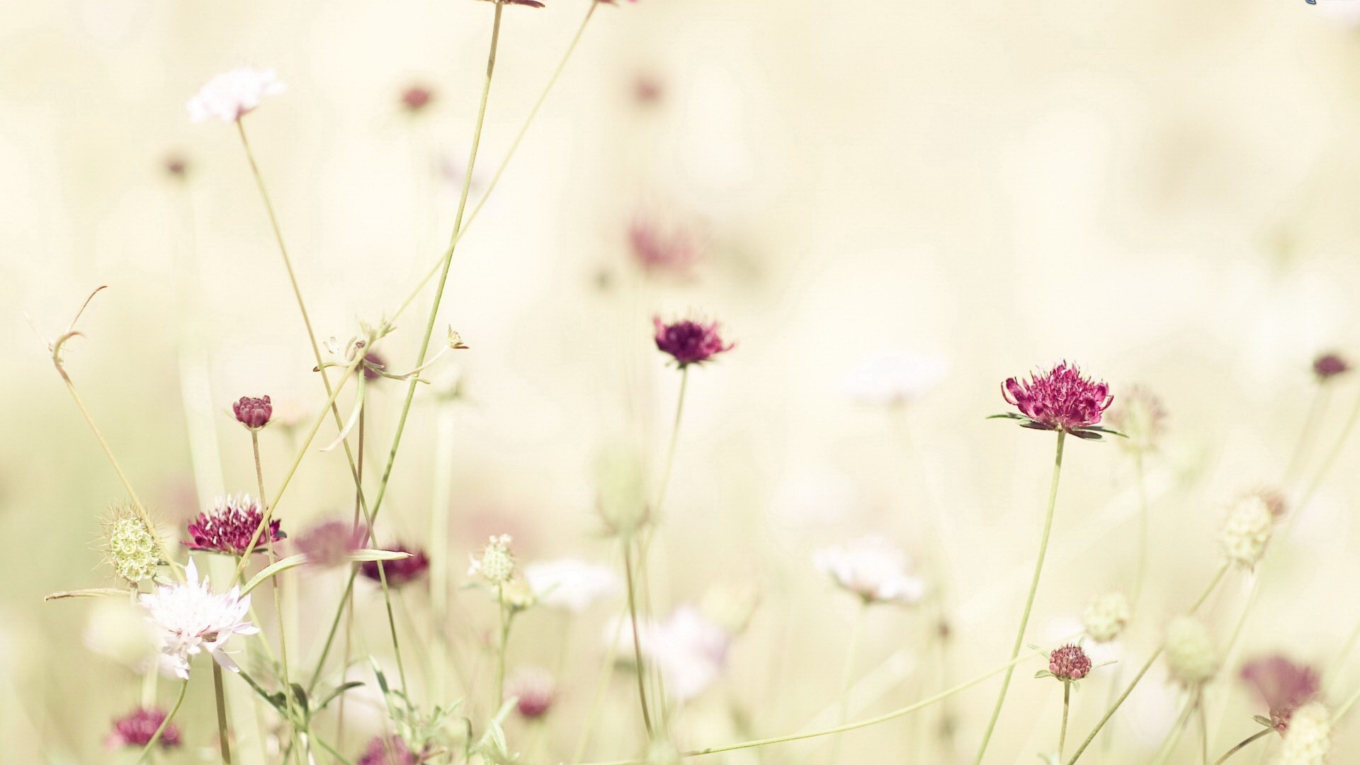 Pink and White Flowers in Tilt Shift Lens. Wallpaper in 1920x1080 Resolution