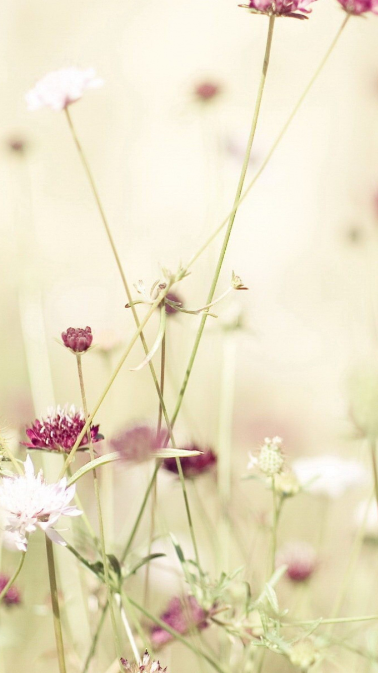 Pink and White Flowers in Tilt Shift Lens. Wallpaper in 750x1334 Resolution