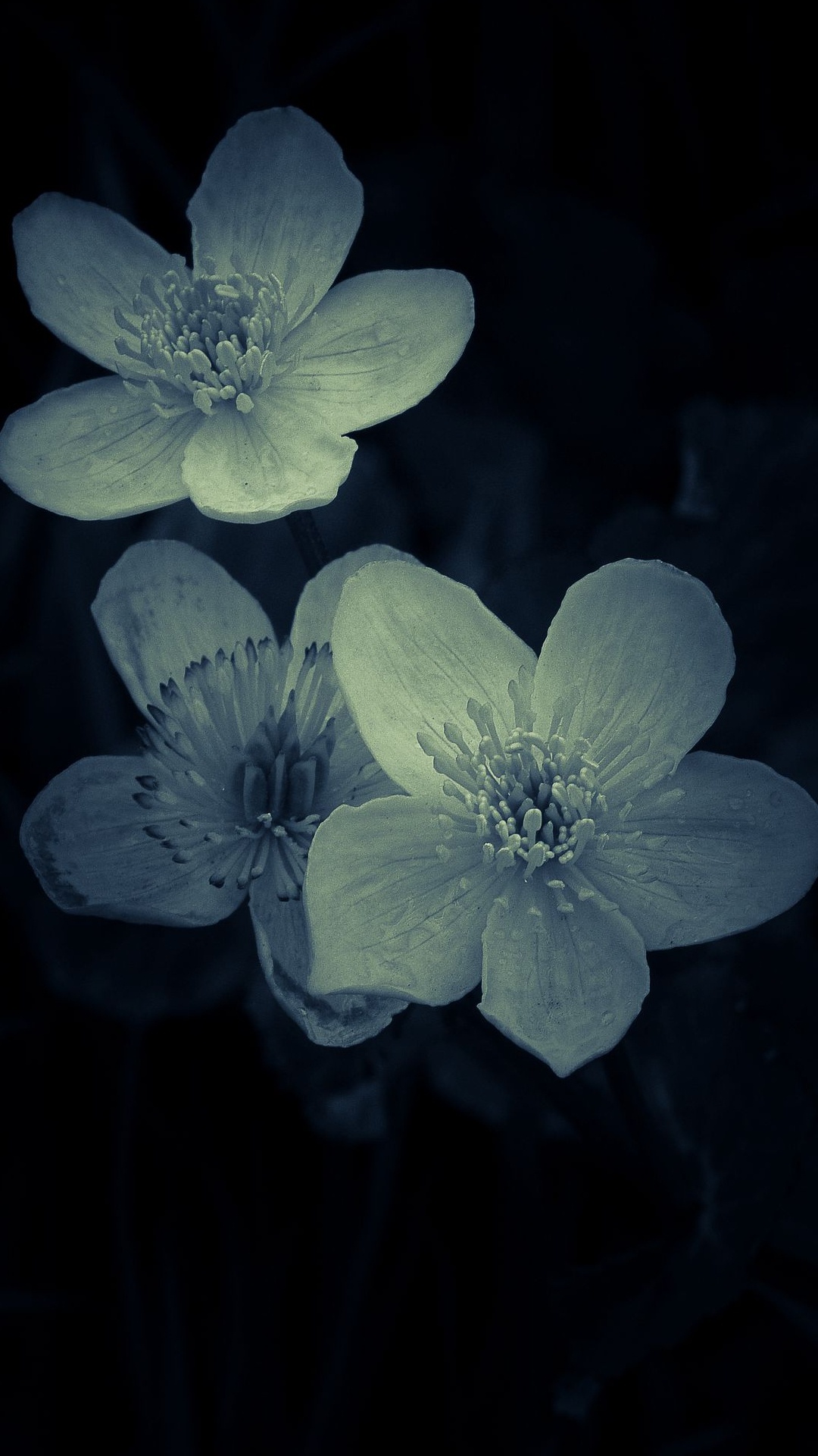 Flower, Mural, Plant, Petal, Herbaceous Plant. Wallpaper in 1080x1920 Resolution