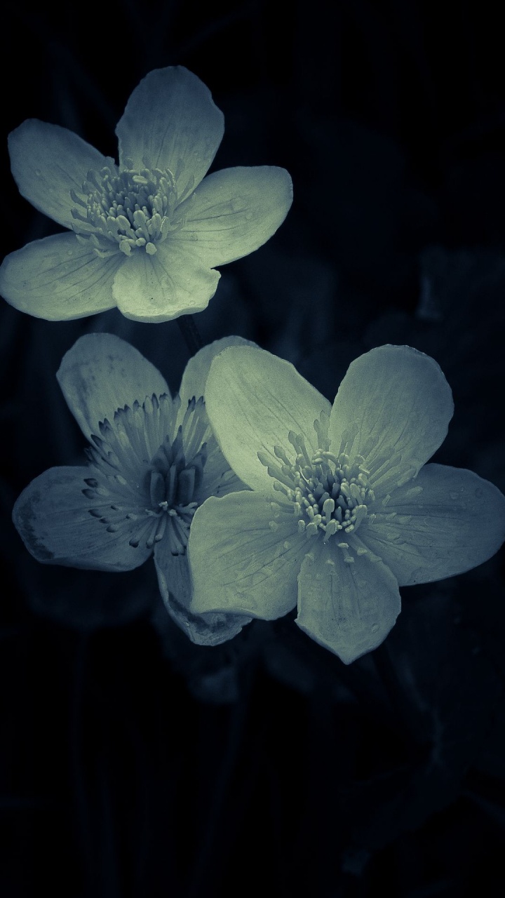 Flower, Mural, Plant, Petal, Herbaceous Plant. Wallpaper in 720x1280 Resolution