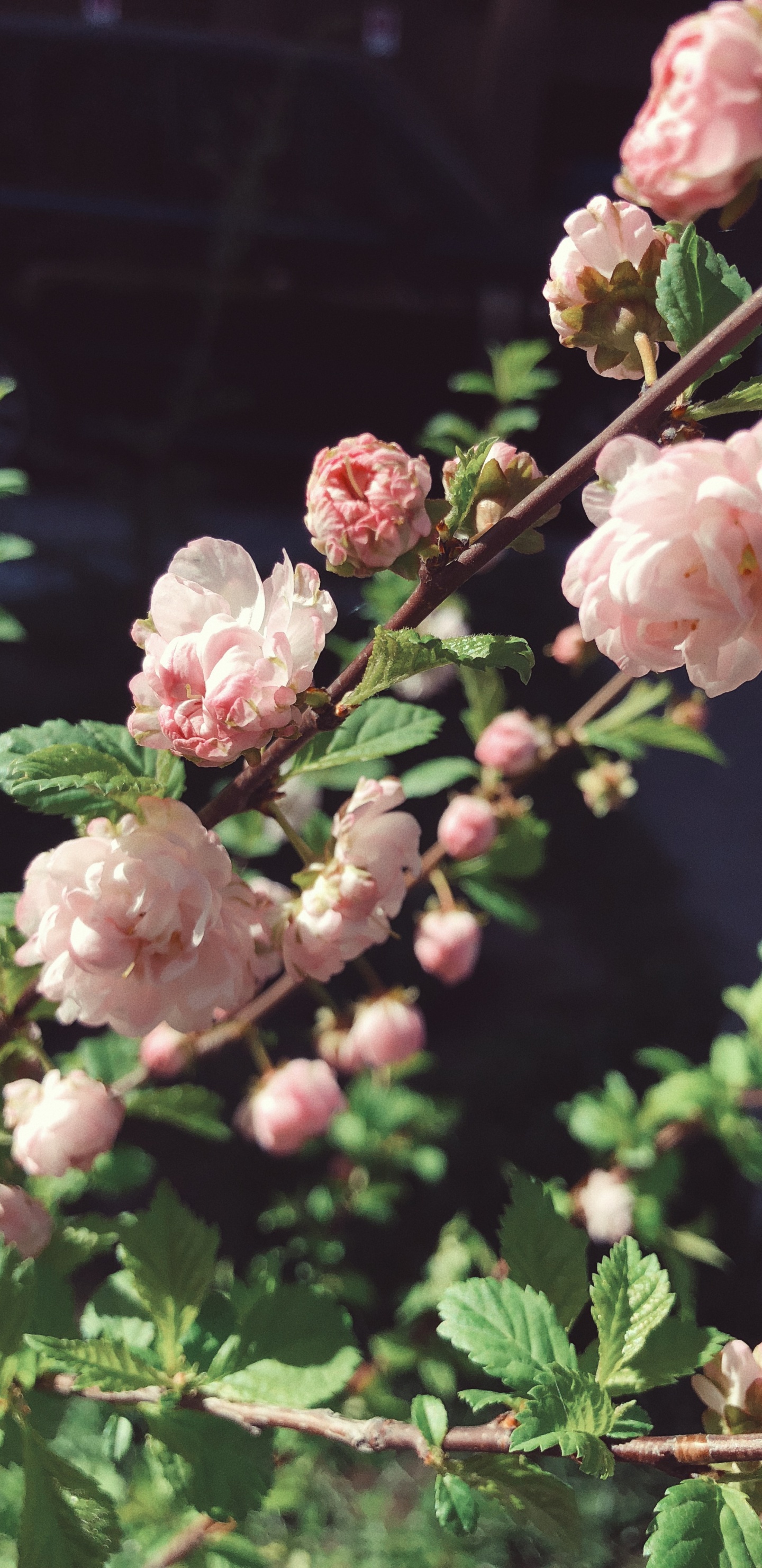 Frühjahr, Blühende Pflanze, Rose Familie, Wissenschaft, Samenpflanzen. Wallpaper in 1440x2960 Resolution