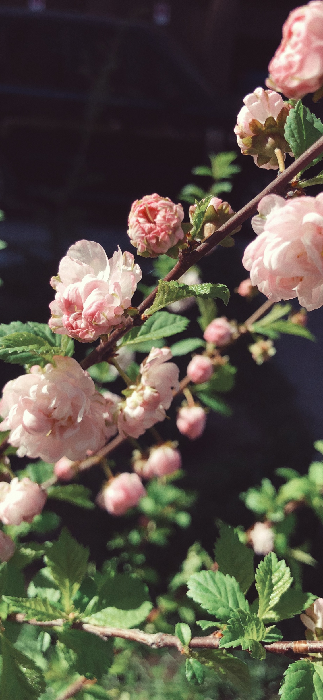 Printemps, la Floraison de la Plante, la Famille Rose, Sciences, Plantes à Graines. Wallpaper in 1125x2436 Resolution