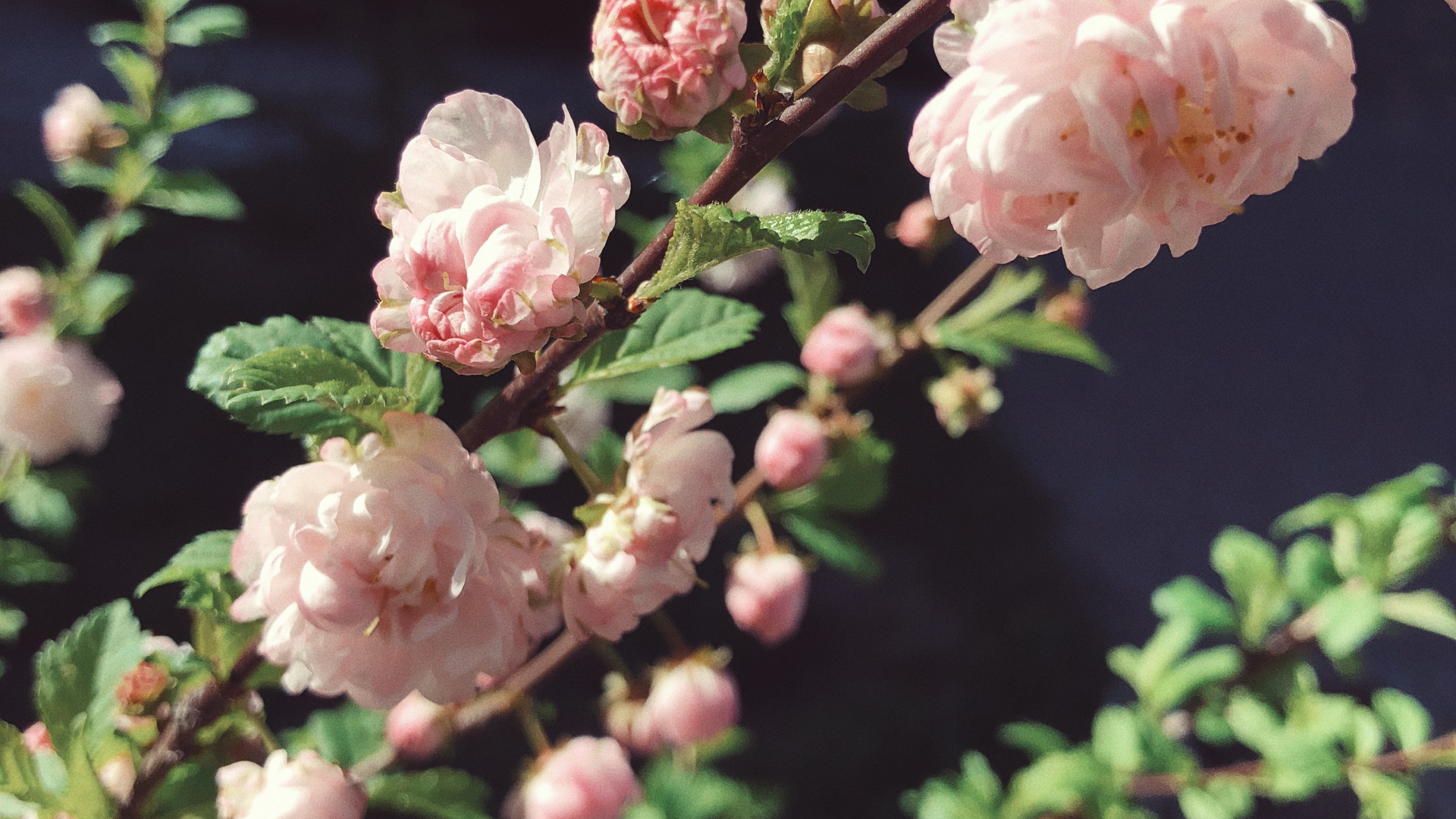 Printemps, la Floraison de la Plante, la Famille Rose, Sciences, Plantes à Graines. Wallpaper in 2560x1440 Resolution